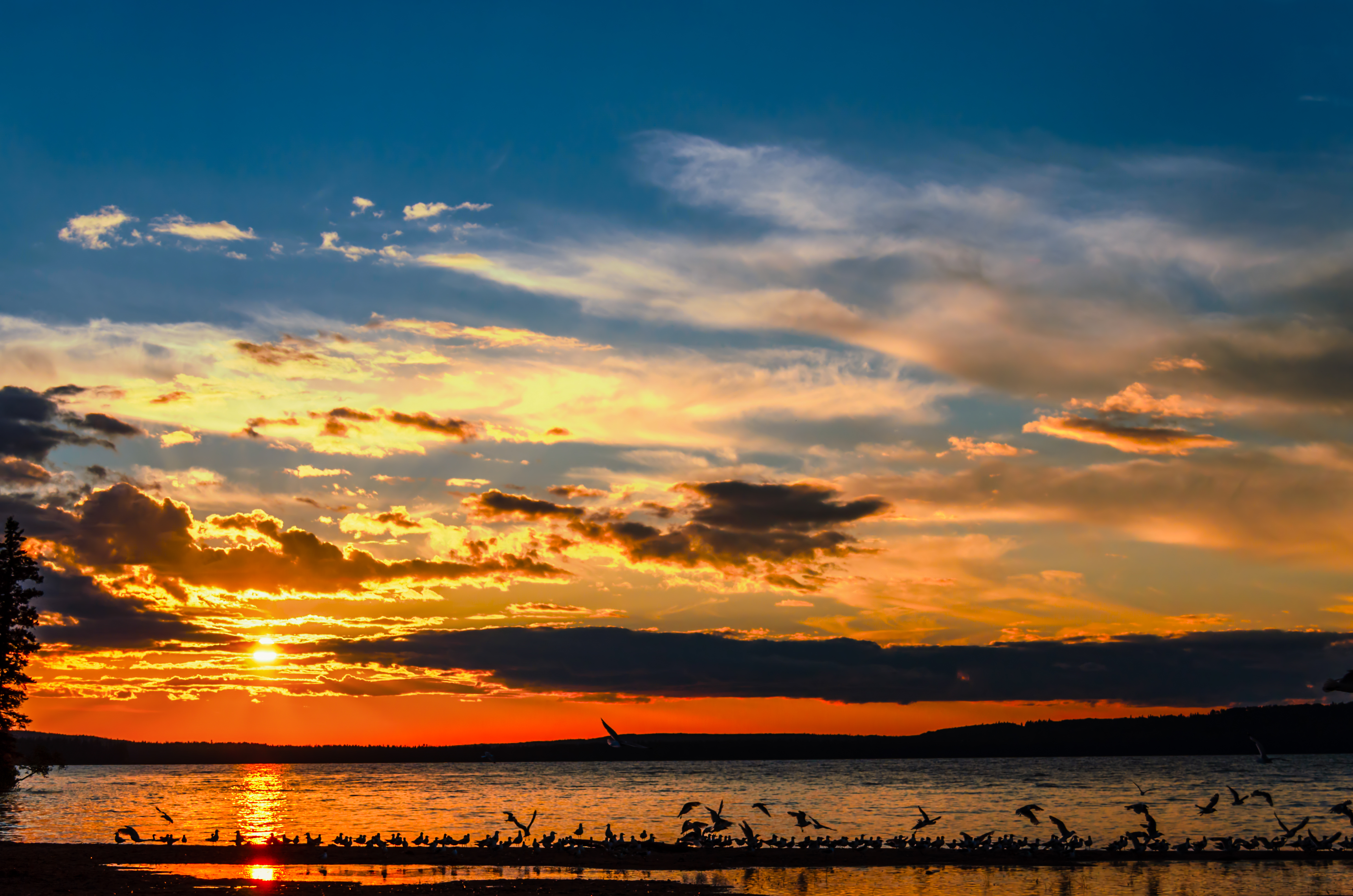 Seagulls on sunset flying over the Waskesiu Lake in Prince Albert National Park Saskatchewan, Canada