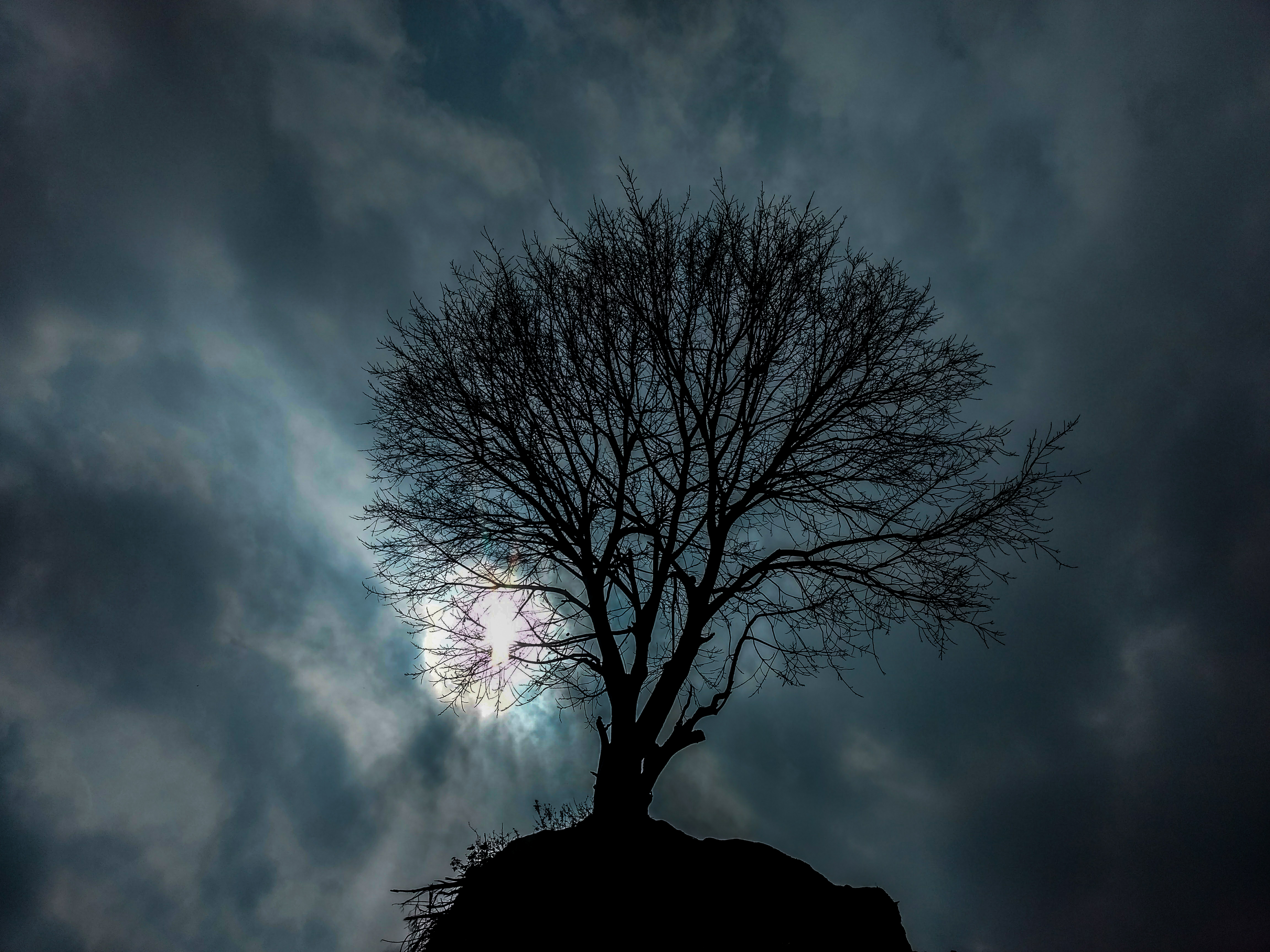 Silhouette of the tree