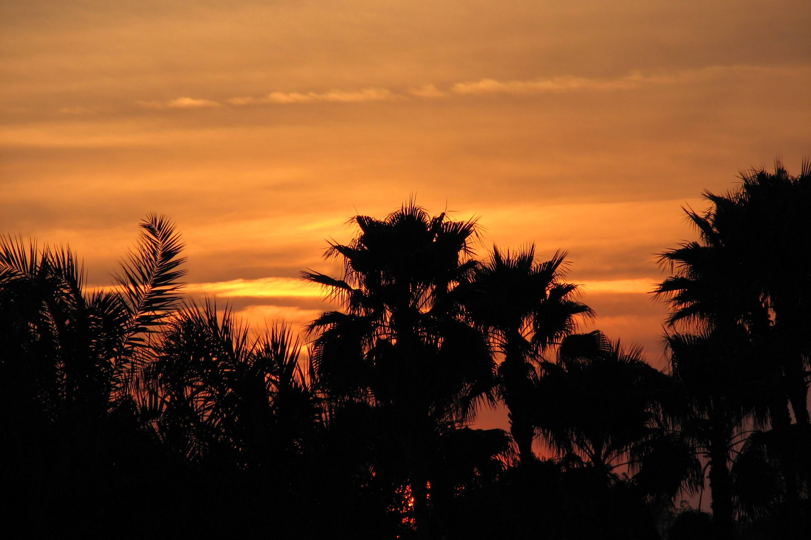 Sunset behind palm trees