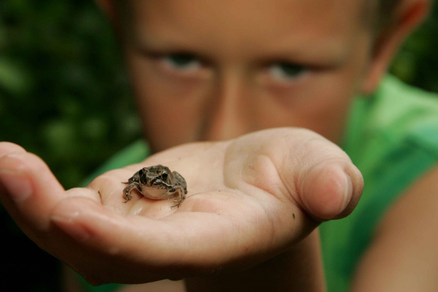 Boy holds a frog he discovered