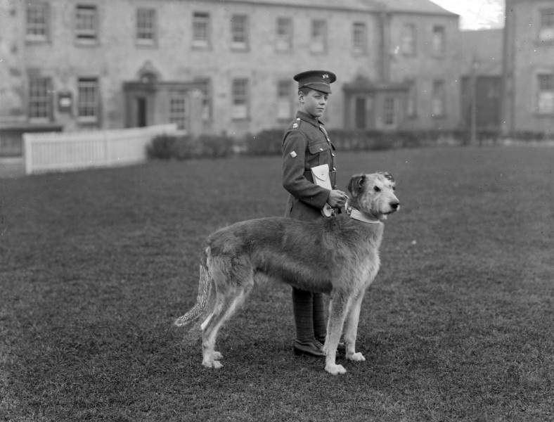 Irish Guards' Mascot - Leitrim Boy