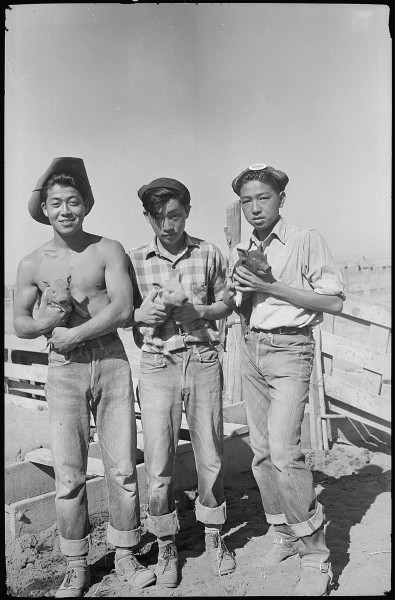 Tule Lake Relocation Center, Newell, California. Hog farm employees. - NARA - 539434
