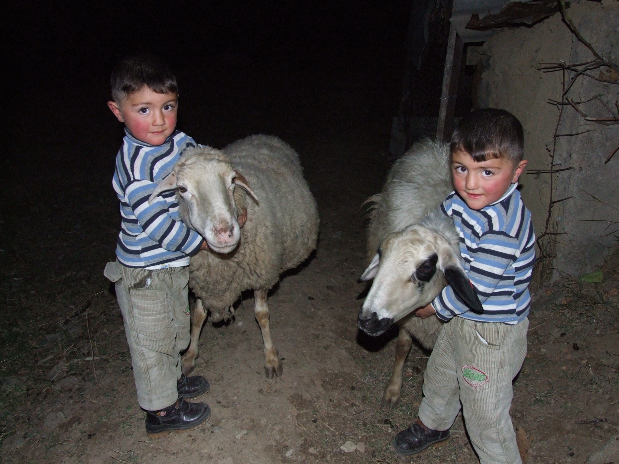 Twin brothers with donated sheep