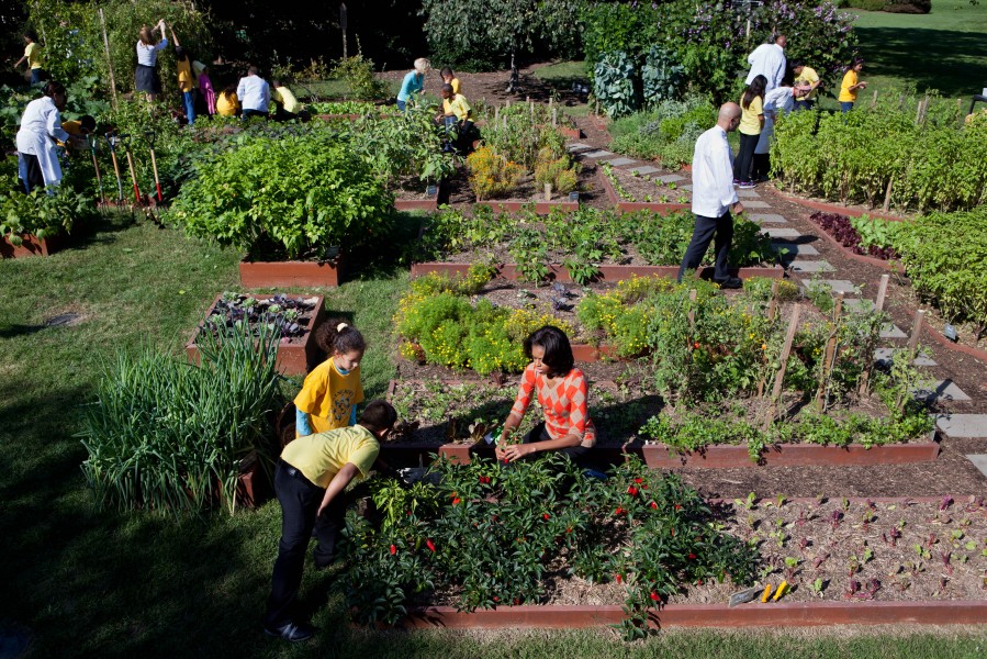 Michelle Obama and White House chefs join children to harvest vegetables, 2011