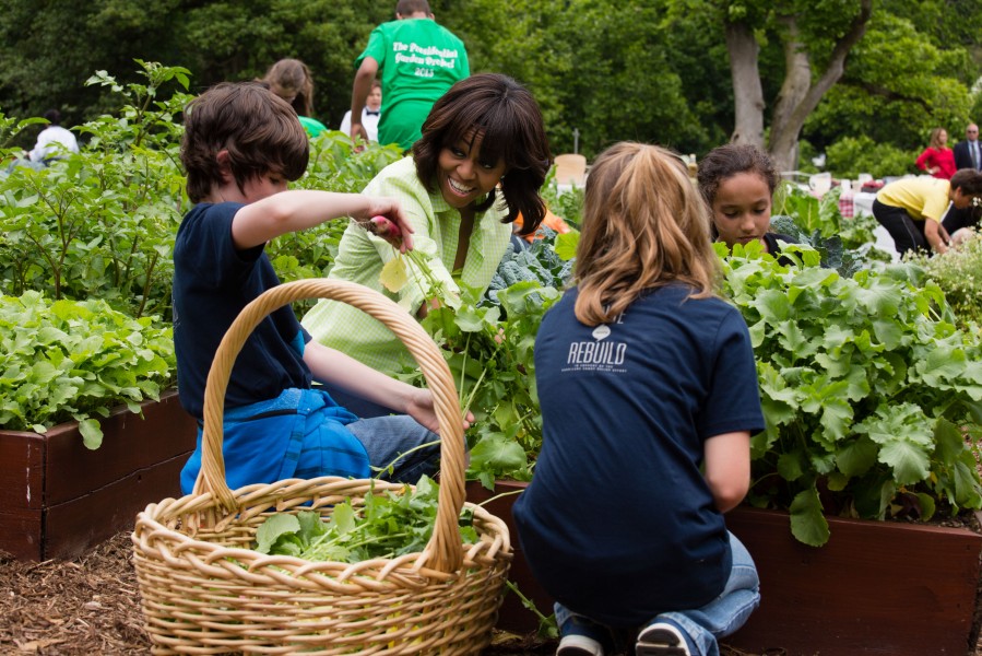 Michelle Obama harvests vegetables with students in the White House Kitchen Garden, 2013