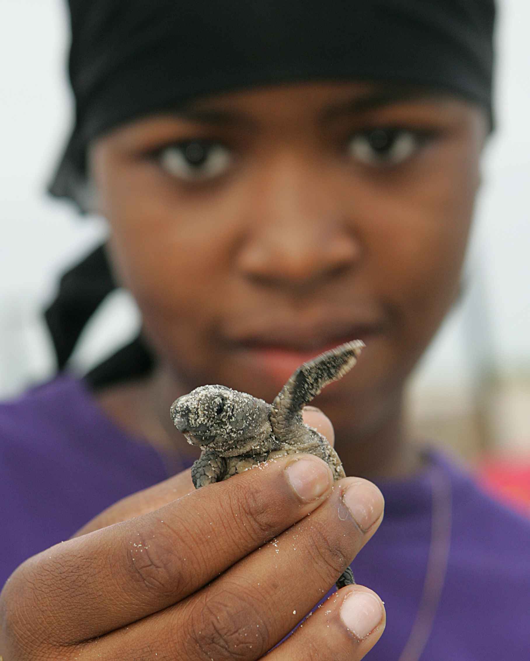 Afro american girl close up with baby loggerhead turtle