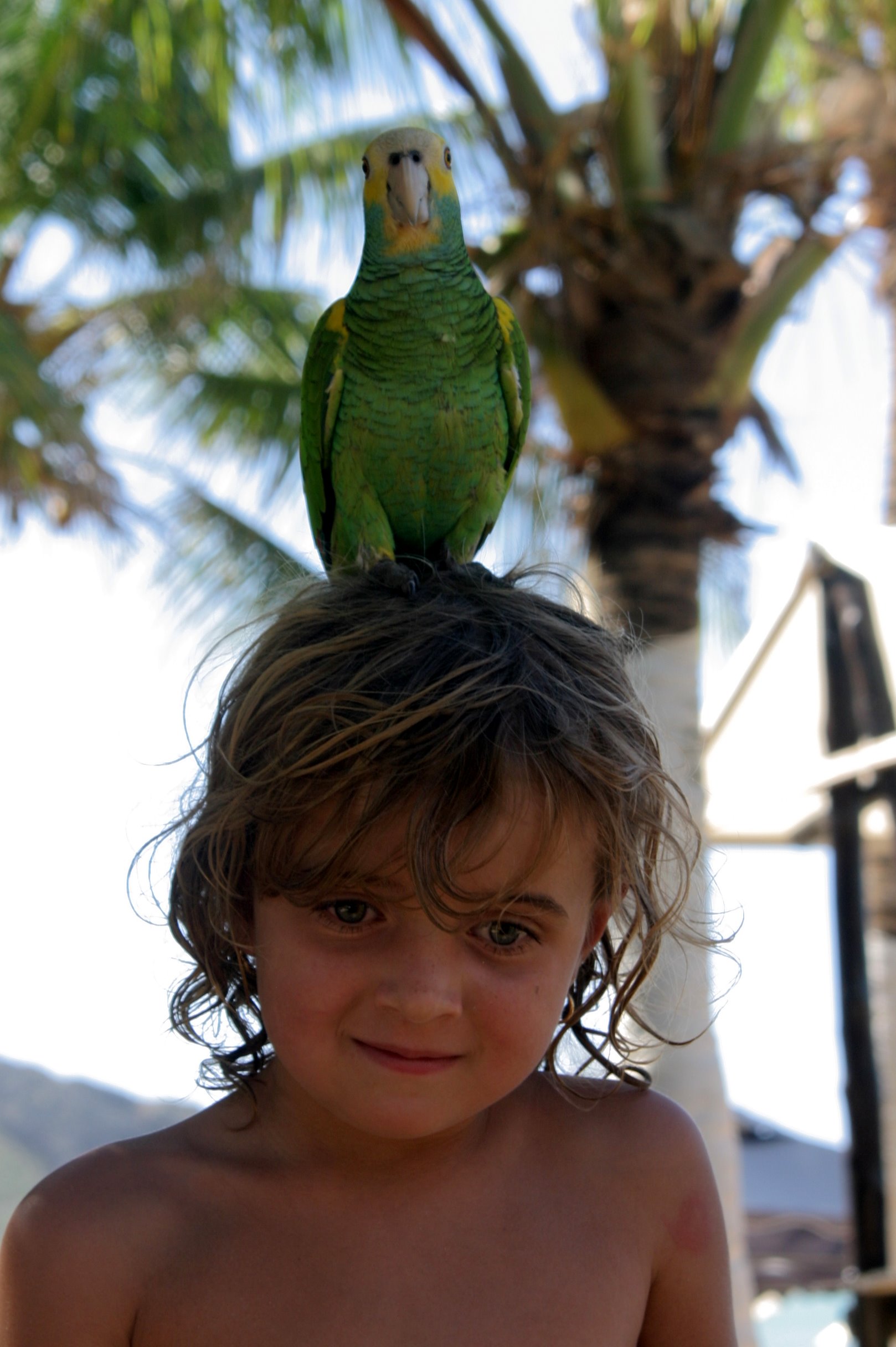 Amazona barbadensis -pet on girls head-4a