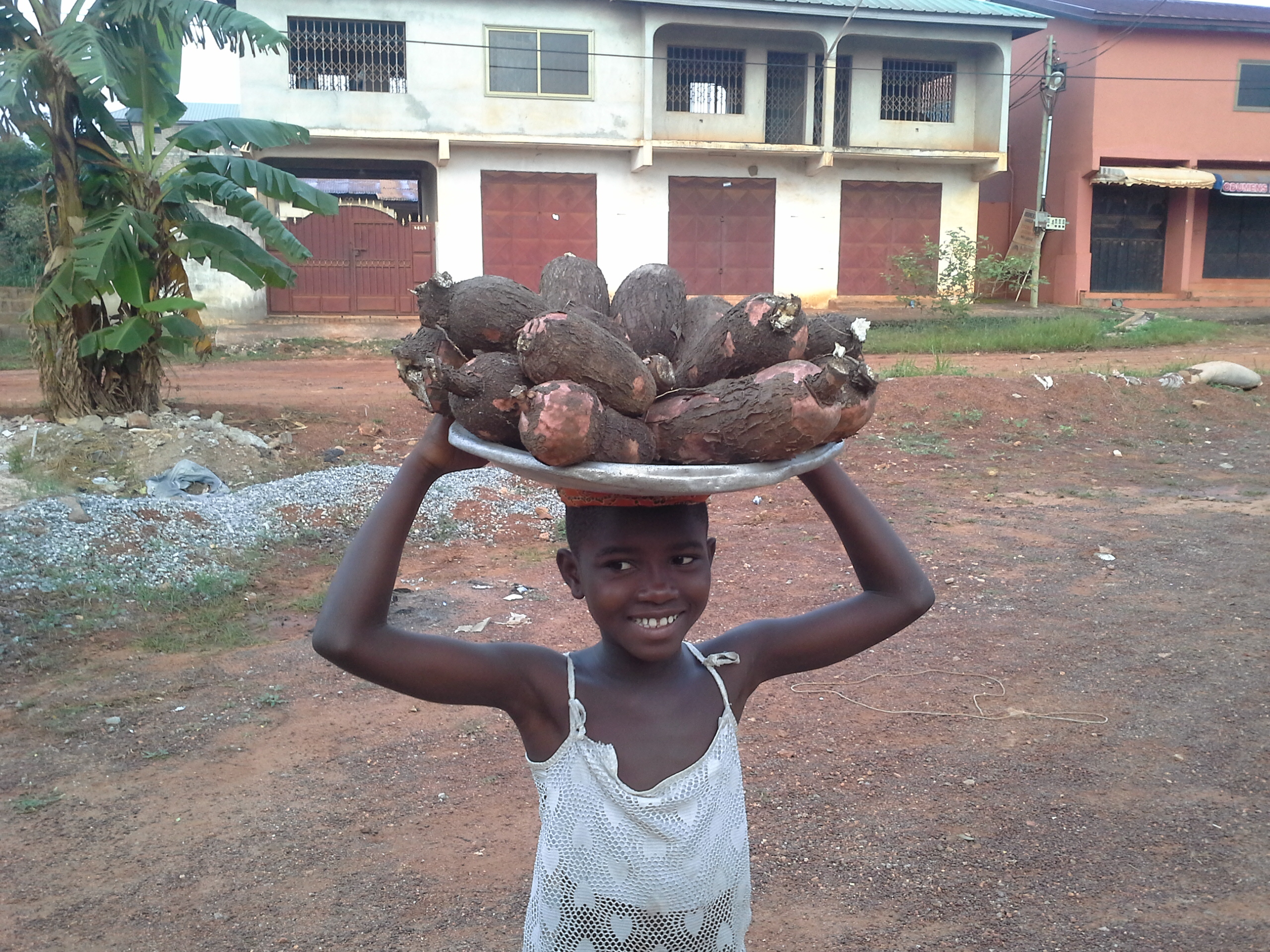 Cassava on sale