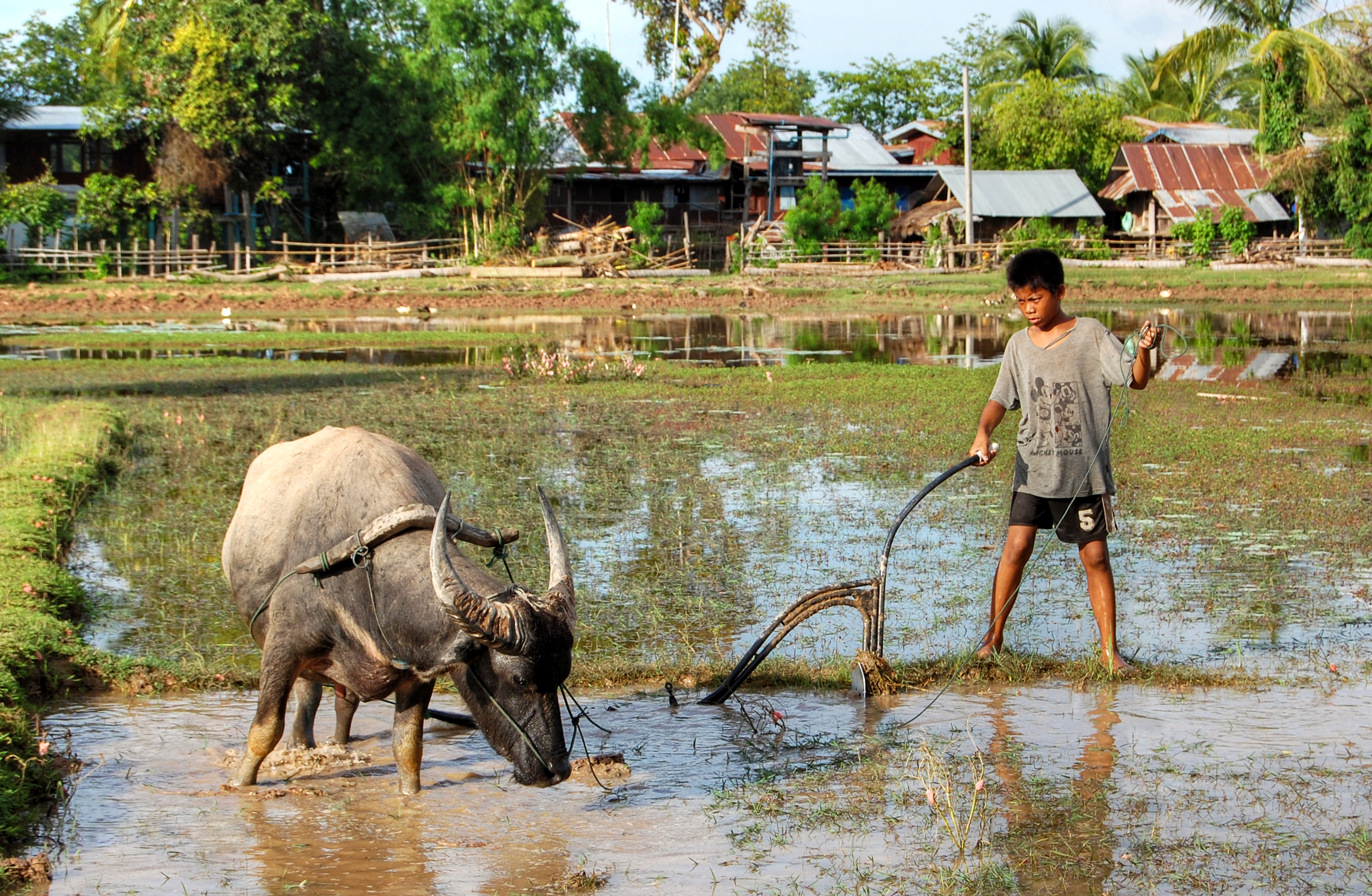 Child and ox ploughing, Laos (1)