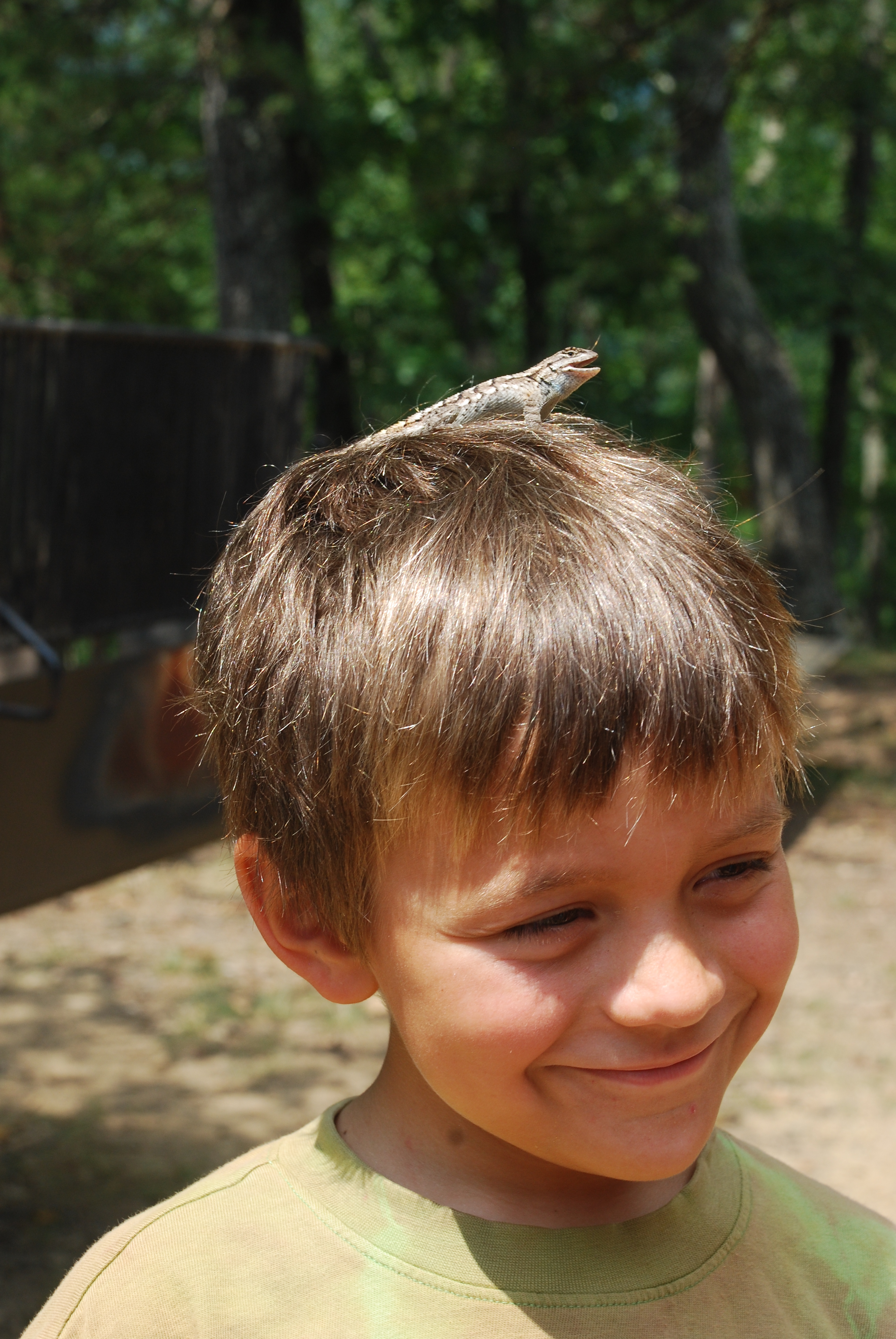 Douthat State Park - Eastern fence lizard on a head