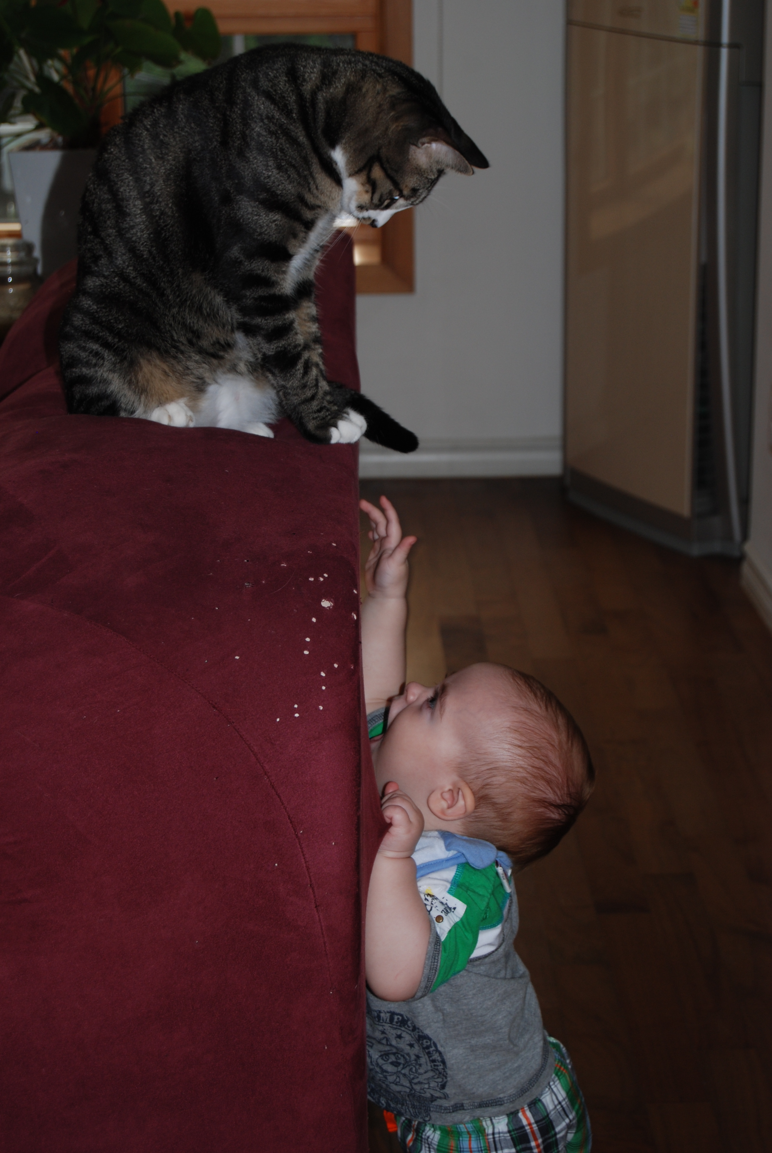 Myllissa-Oscar the tabby cat teasing a baby-01