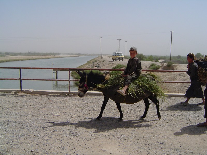 Afghan kid on a donkey