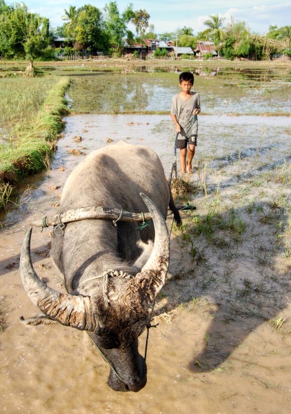 Child and ox ploughing, Laos (2)