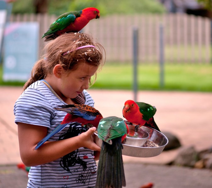 OReillys Rainforest Retreat, Queensland, Australia -girl feeding parrots-8
