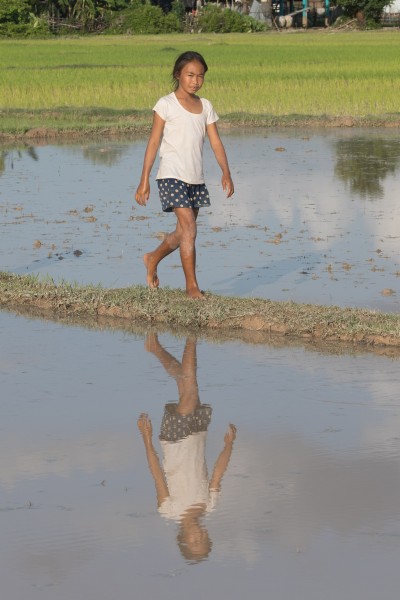 Water reflection of a girl walking in the paddy fields of Don Puay Laos
