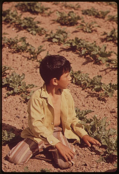YOUNG CHILD OF MIGRANT FAMILY WORKS IN SUGARBEET FIELD - NARA - 543871