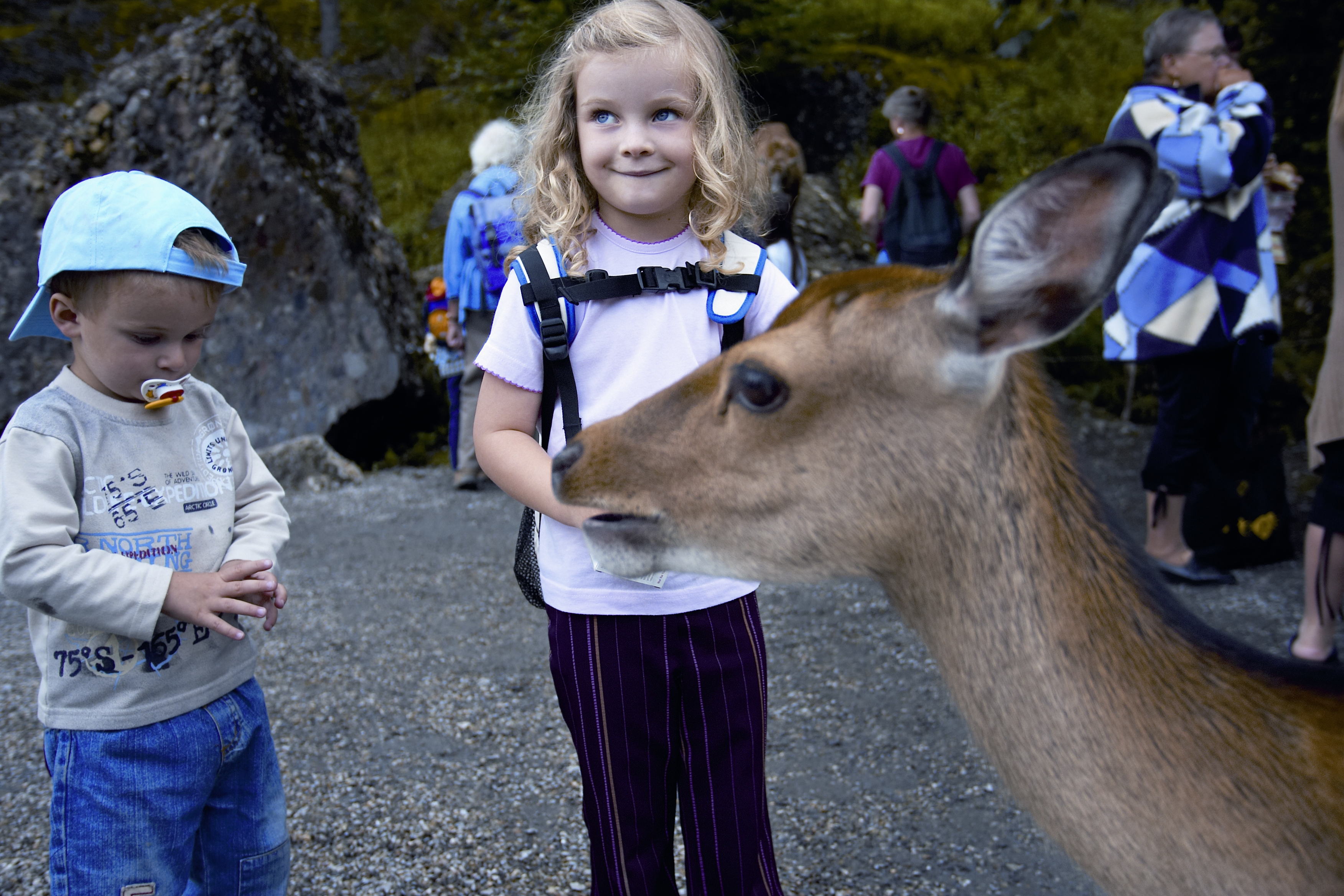 Sikahirsch Natur- und Tierpark Goldau