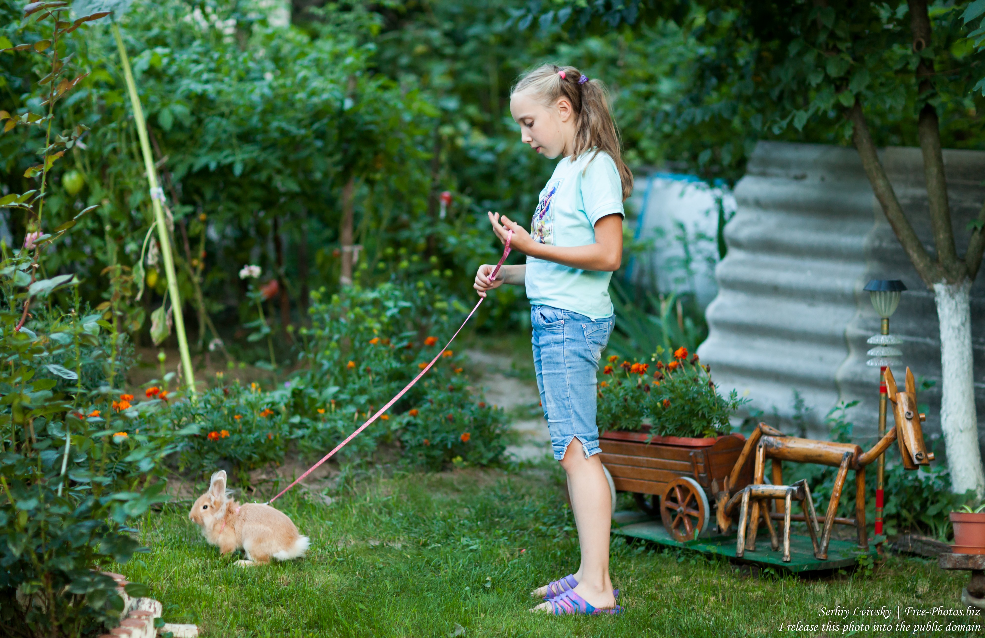 a child girl with a rabbit in August 2017
