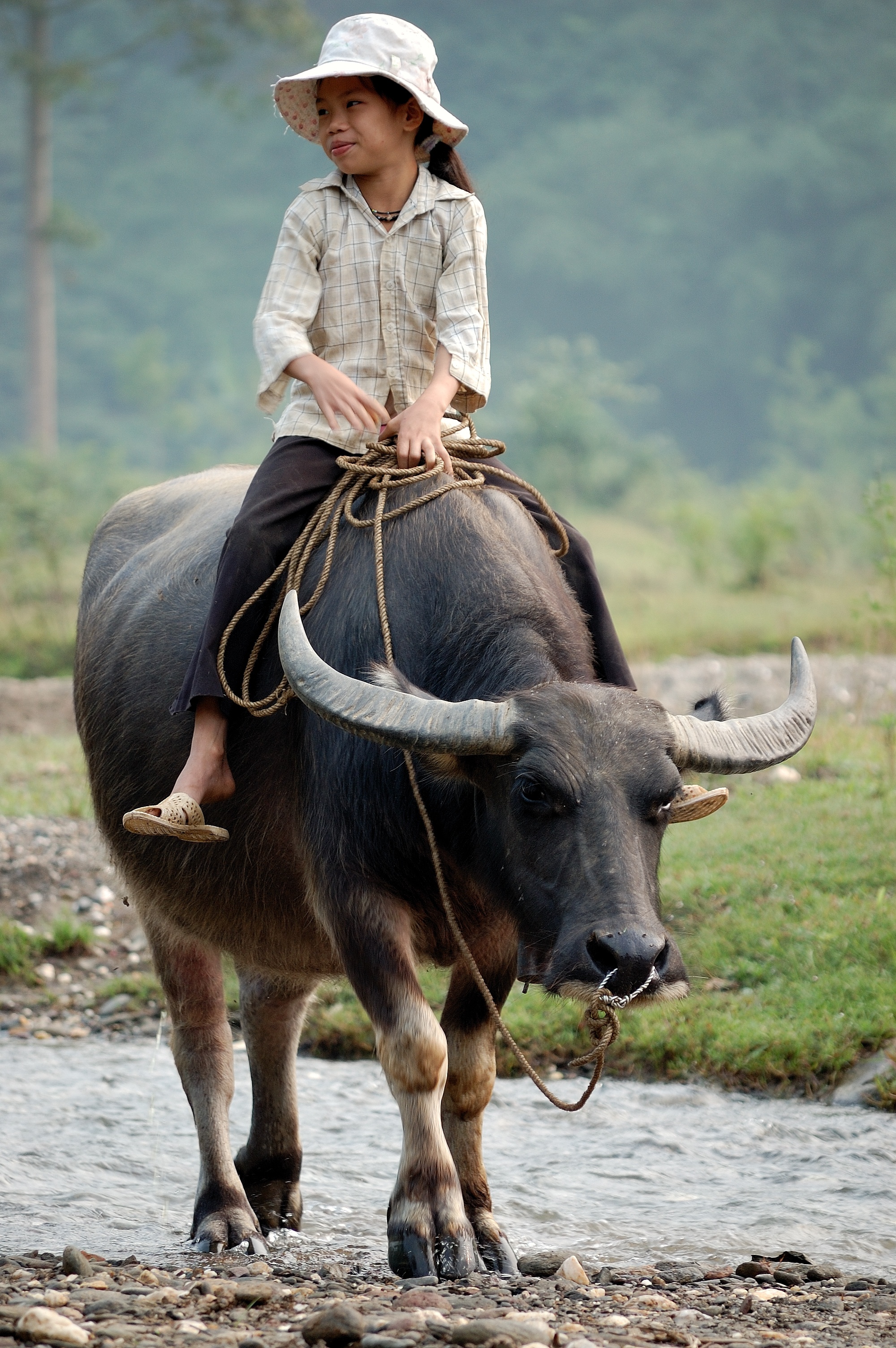 Walking the water buffalo