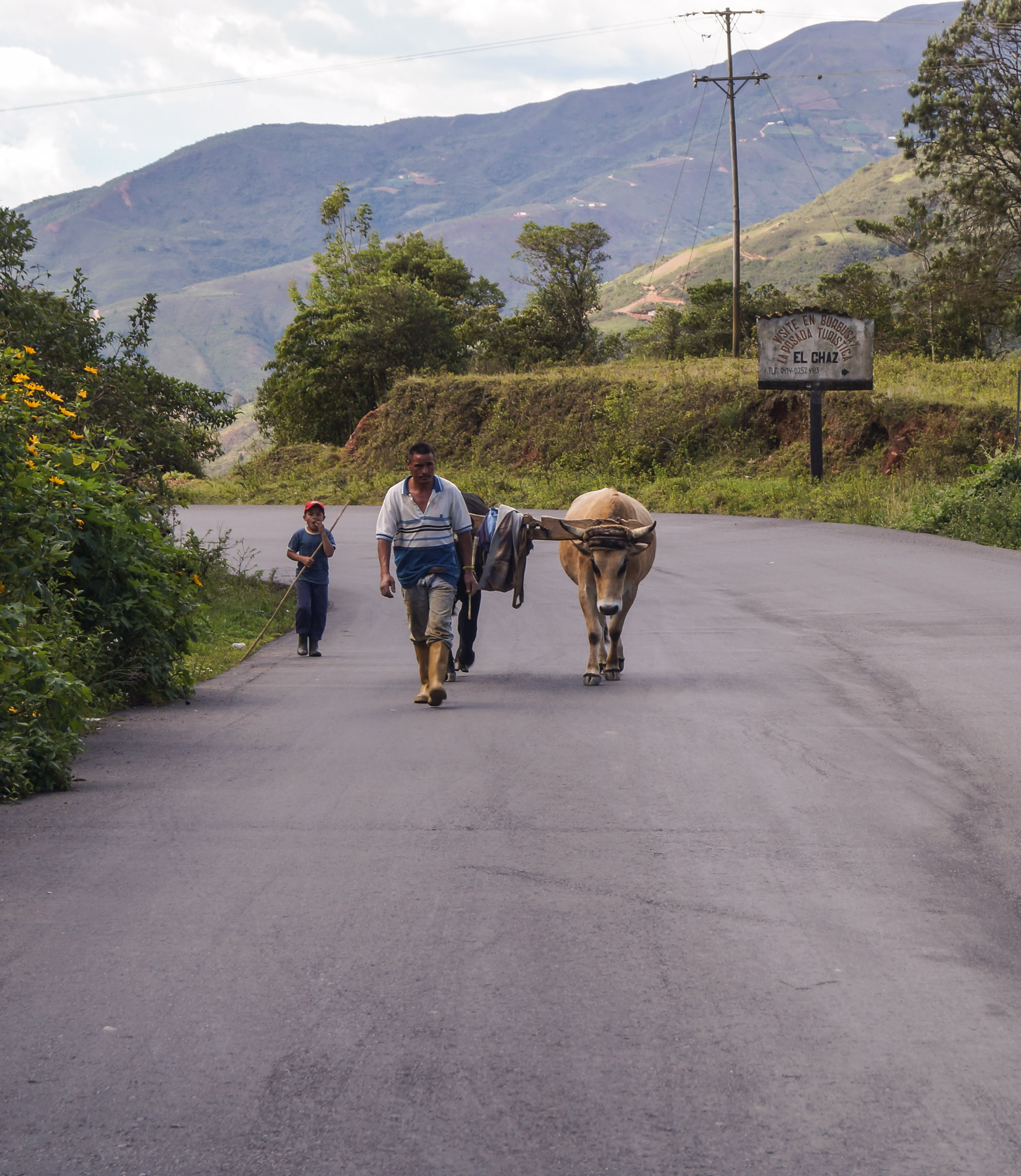 Agricultor e hijo con sus bueyes