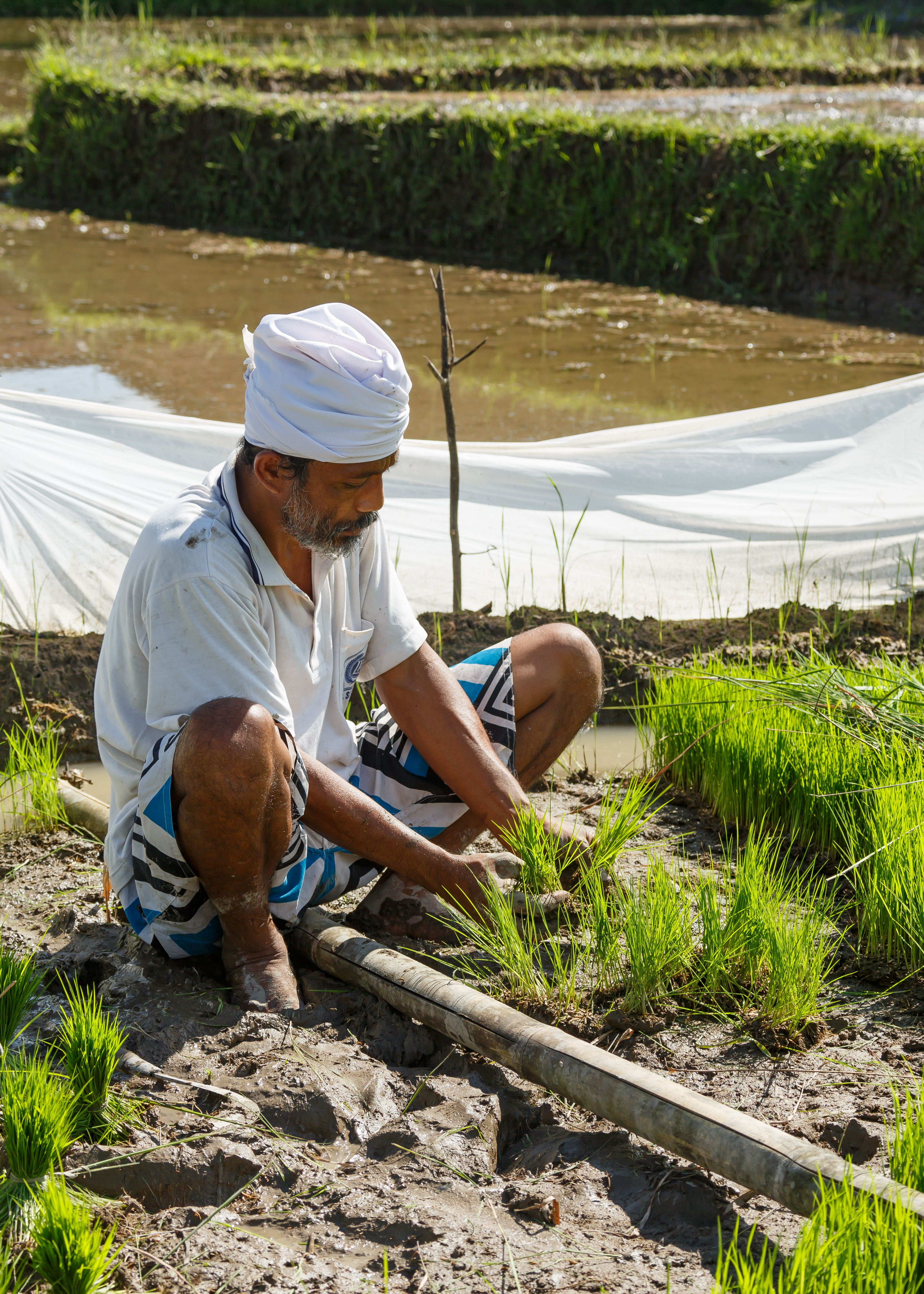 Gianyar-Regency Bali Indonesia A-rice-farmer-working-in-his-paddy-01