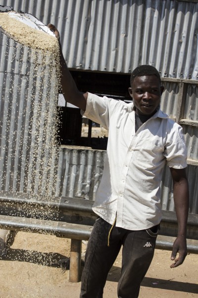 A man removes chaff from rice
