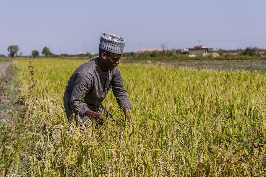 A man weeds his rice crop