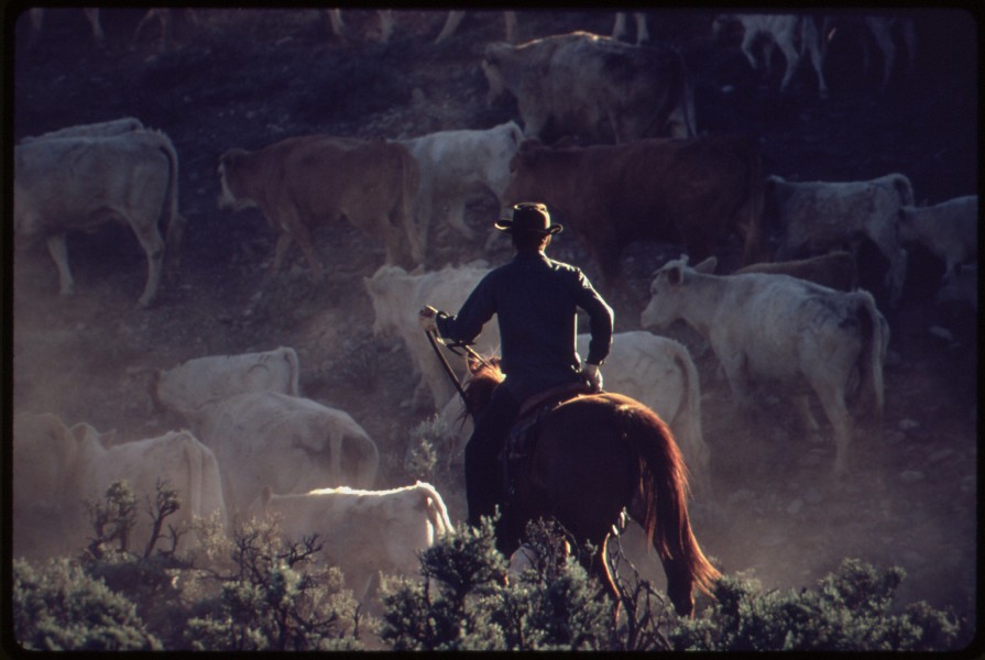 CATTLE DRIVE IN SOUTHWESTERN COLORADO. (FROM THE SITES EXHIBITION. FOR OTHER IMAGES IN THIS ASSIGNMENT, SEE FICHE... - NARA - 553814