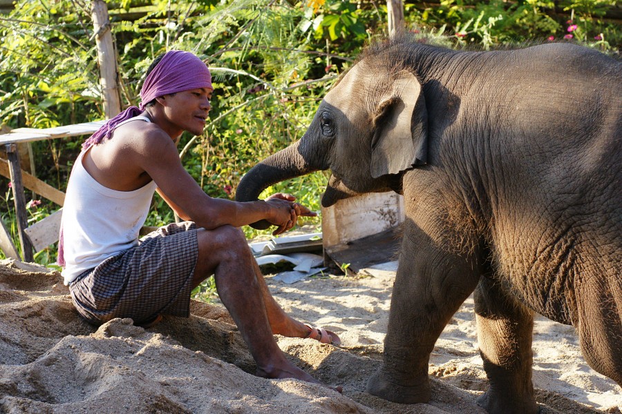 Mahout with young elephant