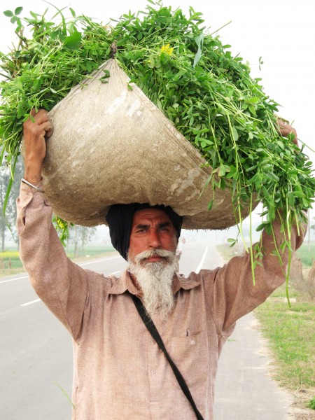 Punjabi sardar