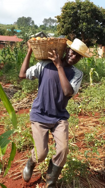 Tomato harvesting