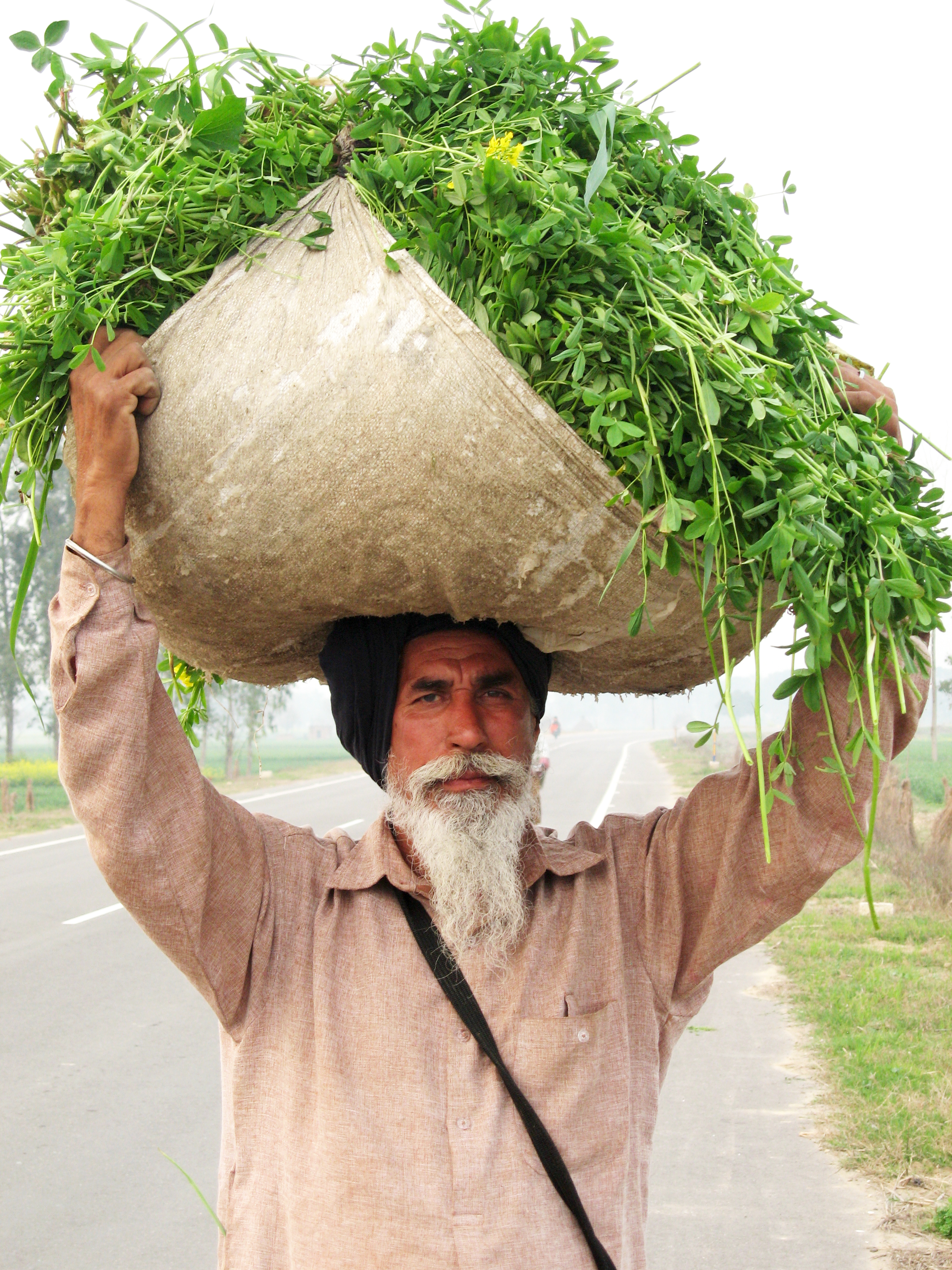 Punjabi sardar