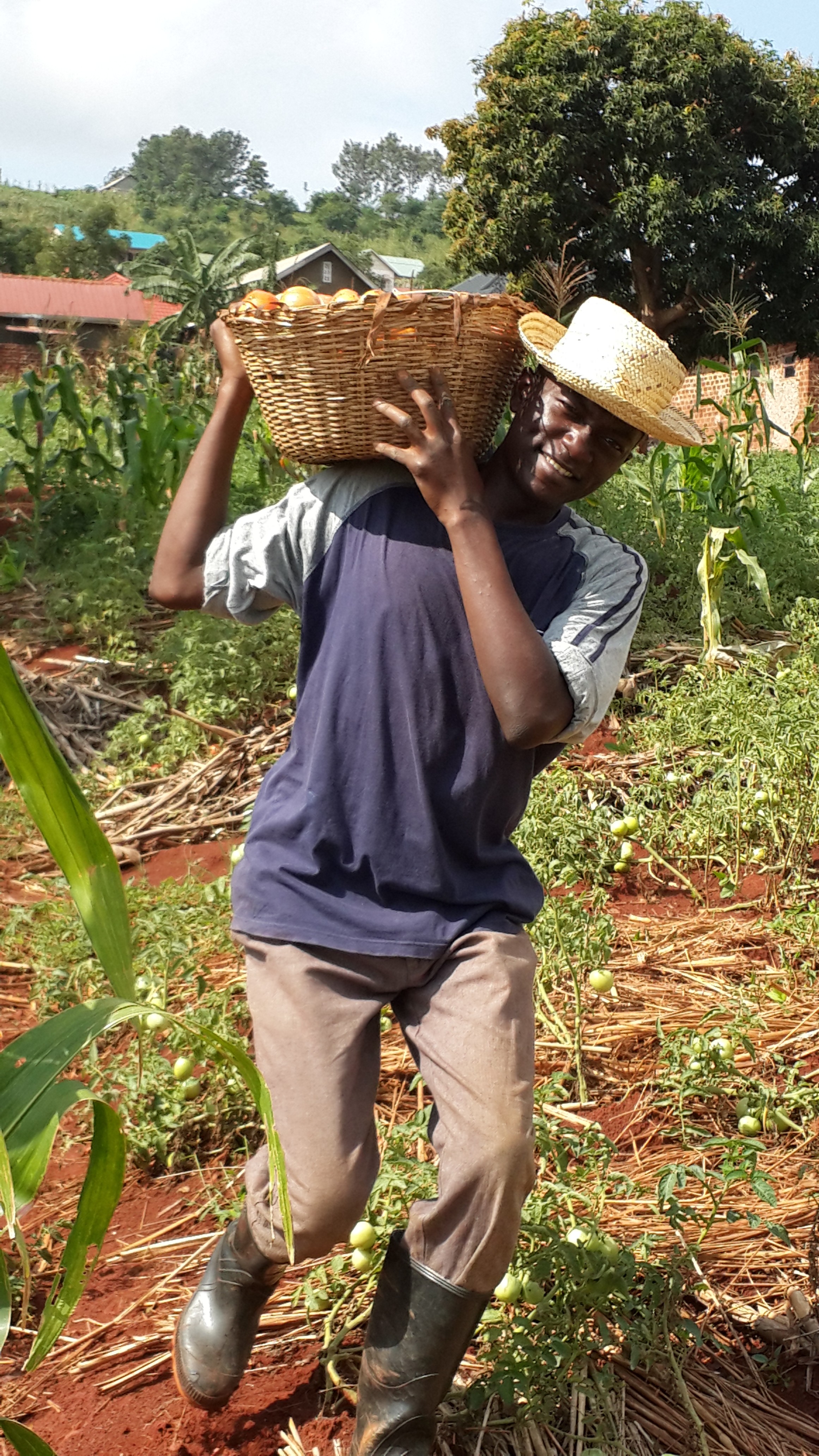 Tomato harvesting