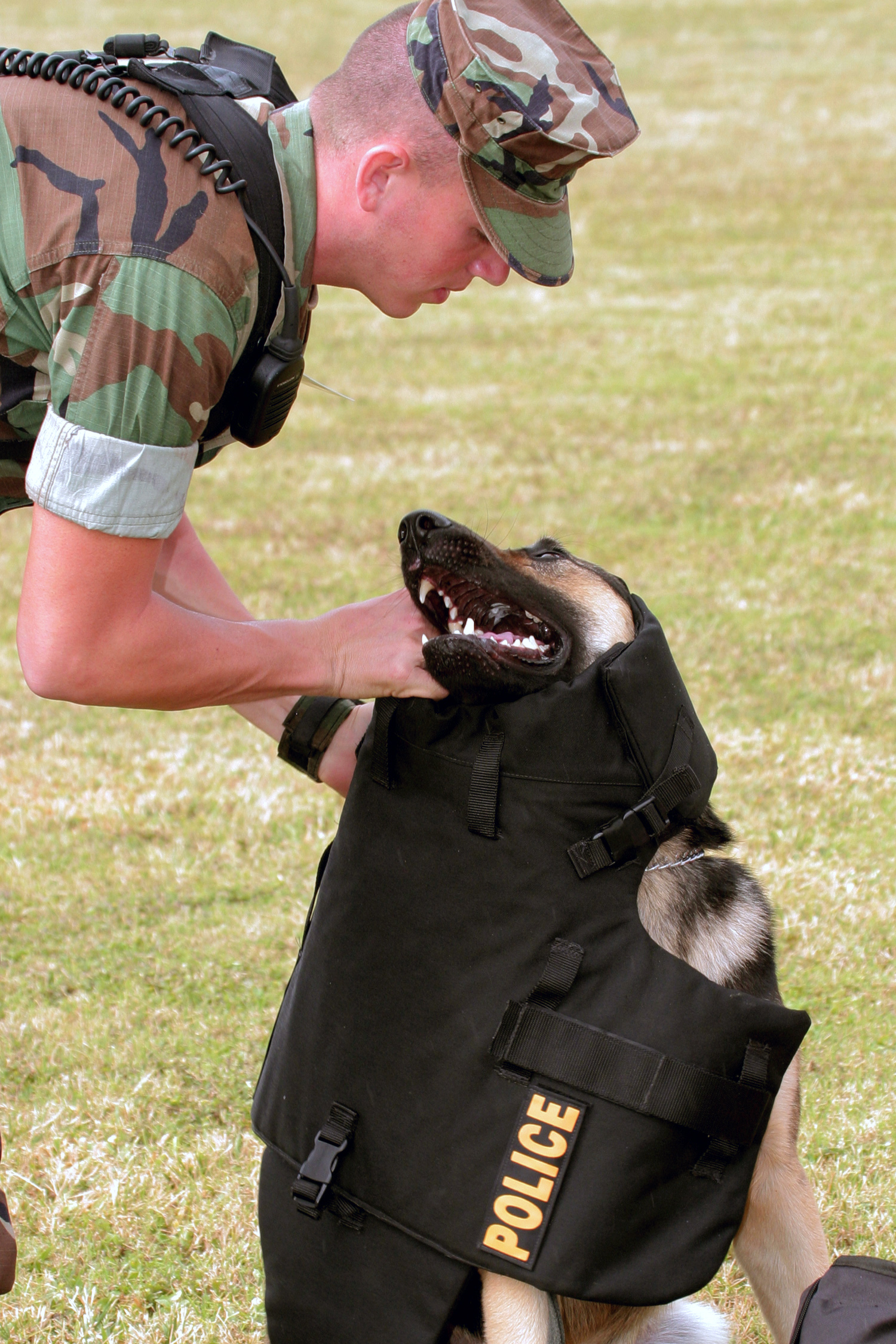 US Navy 040329-N-3228G-013 Master-at-Arms 3rd Class Eliot Fiaschi dresses ^ldquo,Arpi^rdquo, a German Shepard Military Working Dog (MWD) in body armor prior to a demonstration