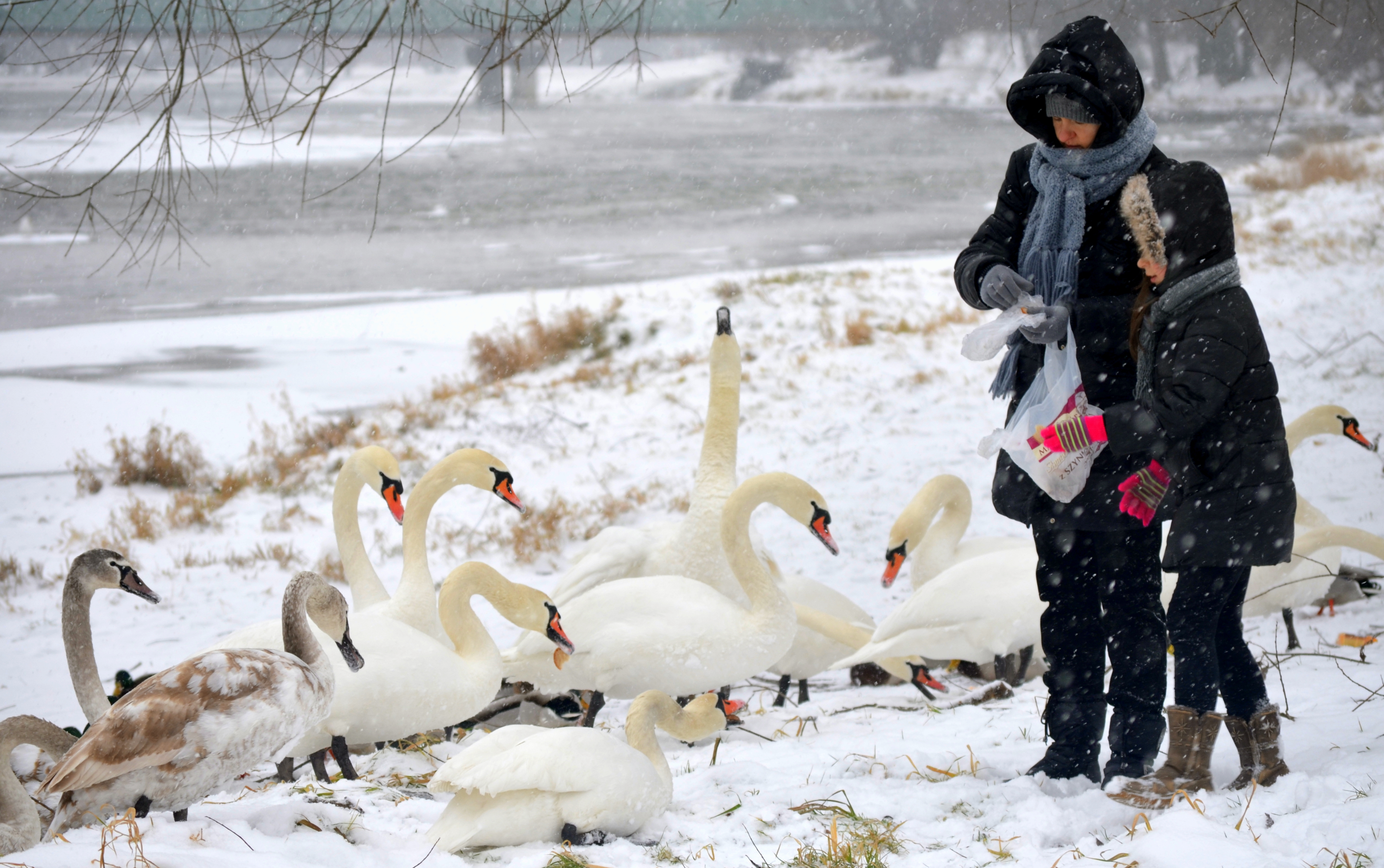02014 Vogelfütterung im Winter am San