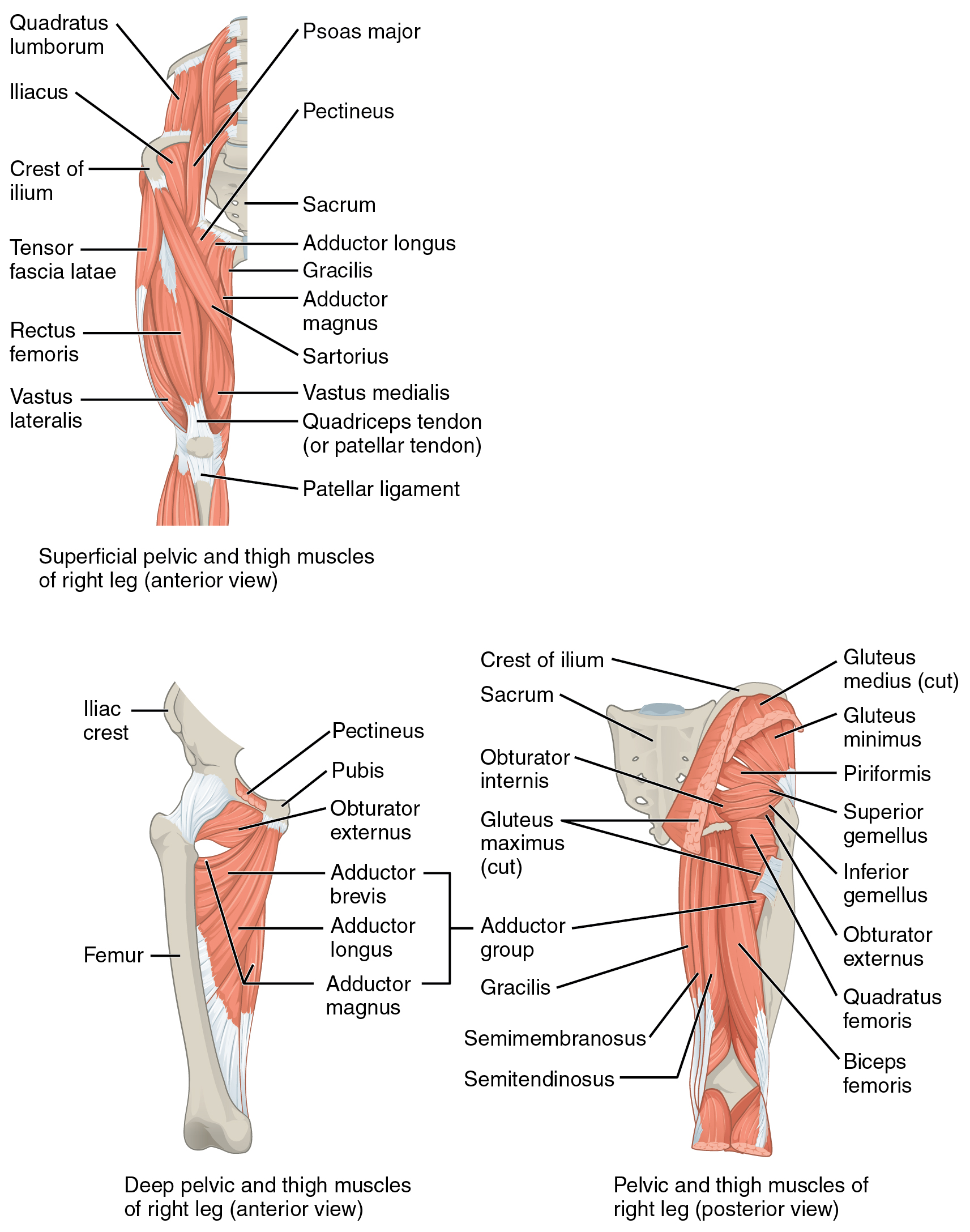 1122 Gluteal Muscles that Move the Femur