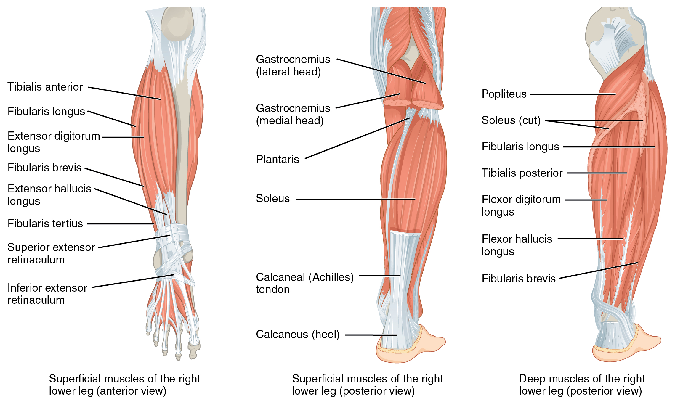 1123 Muscles of the Leg that Move the Foot and Toes