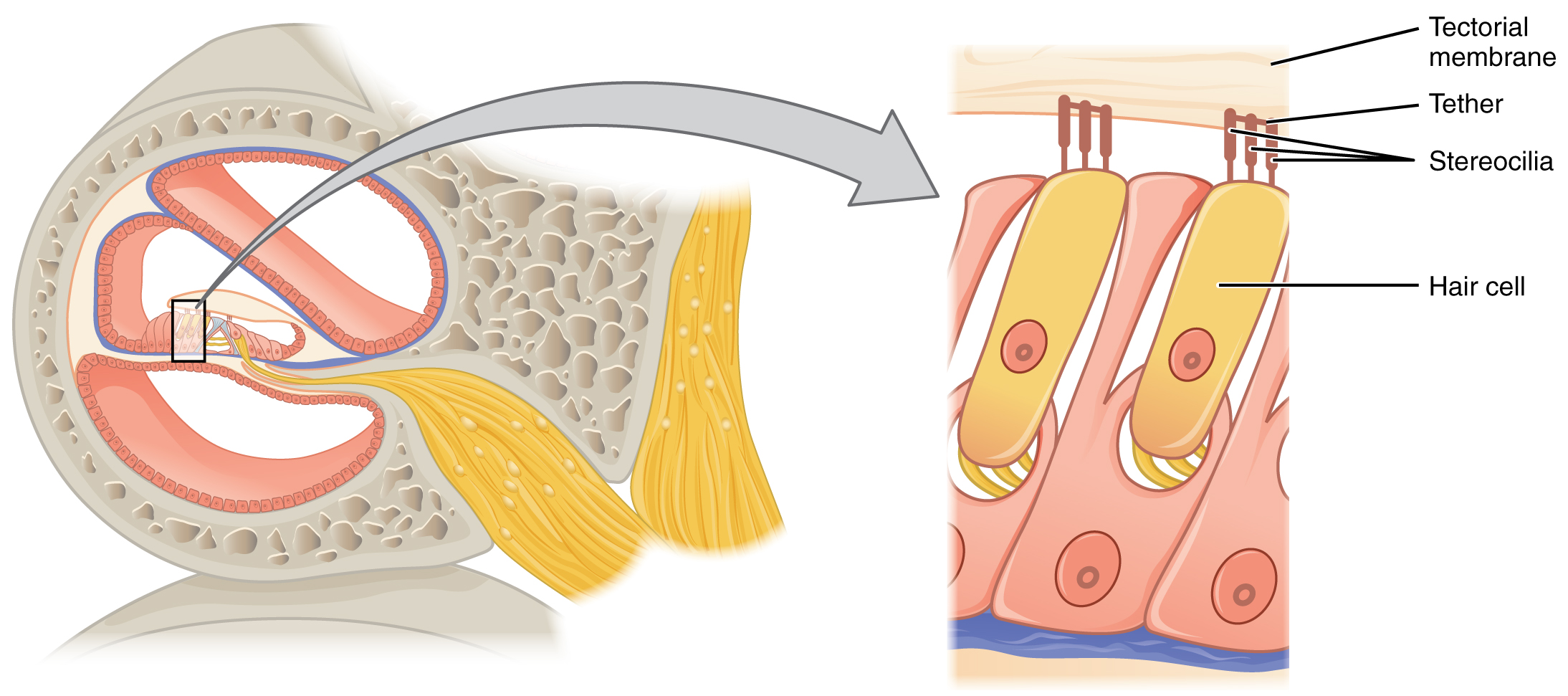 1407 The Hair Cell
