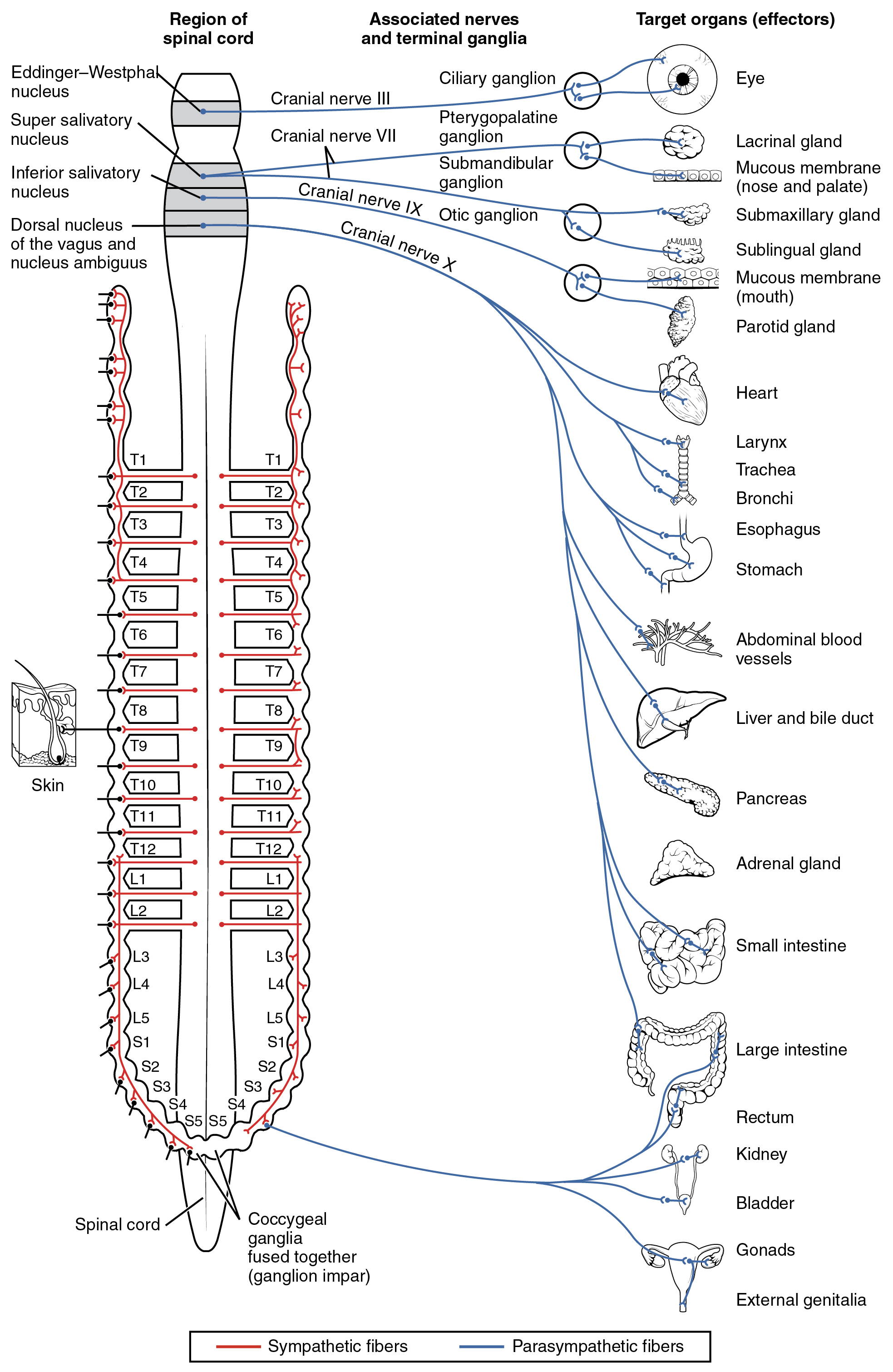 1503 Connections of the Parasympathetic Nervous System