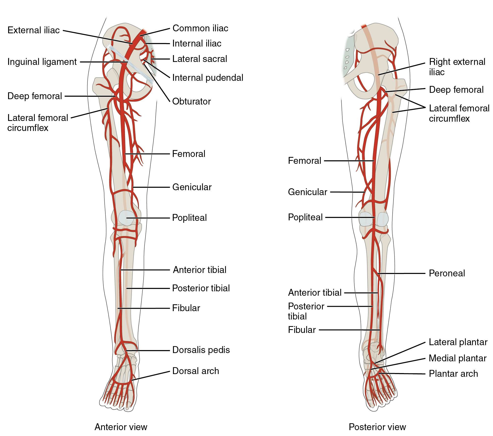 2129ab Lower Limb Arteries Anterior Posterior