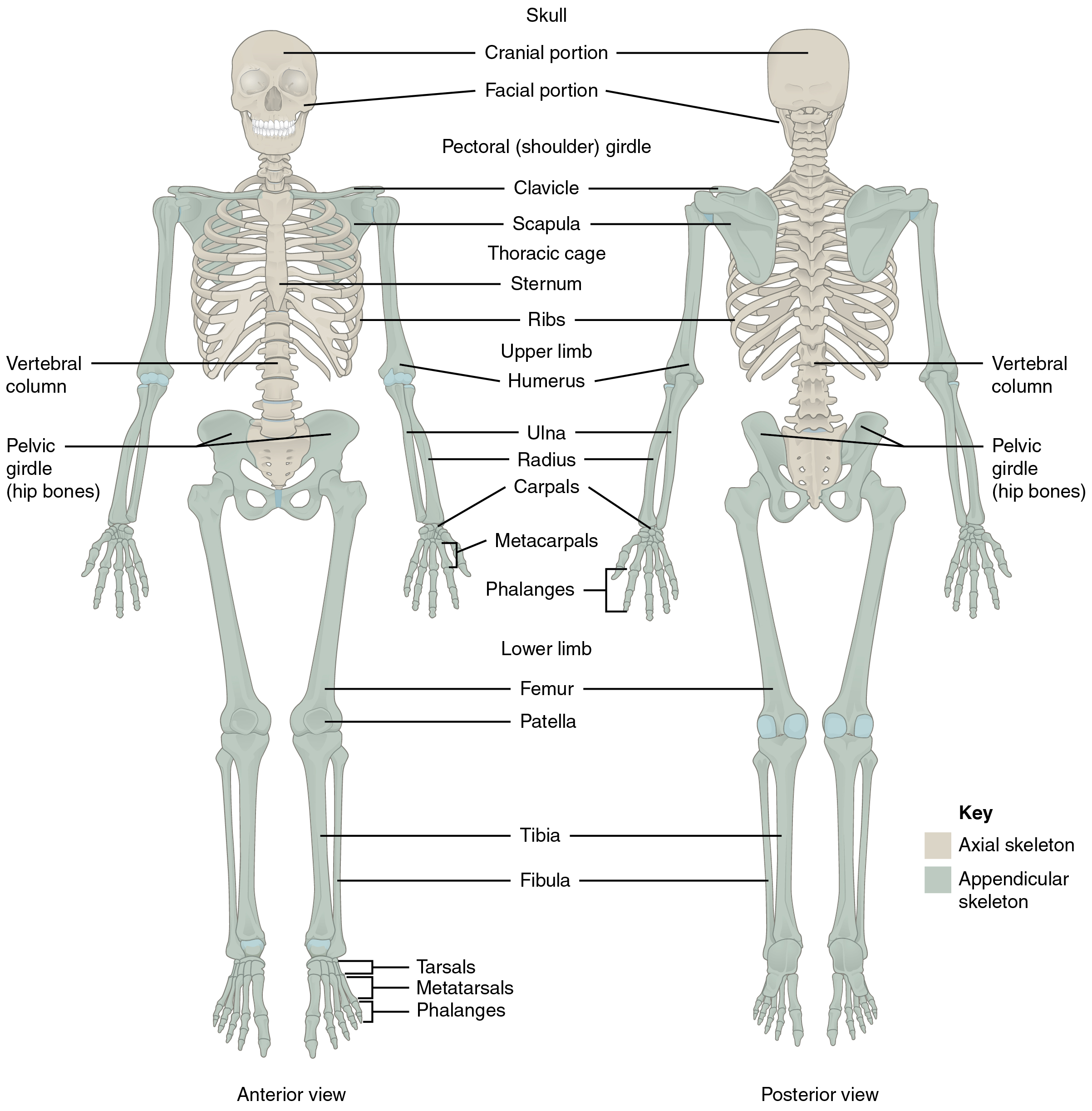 701 Axial Skeleton-01