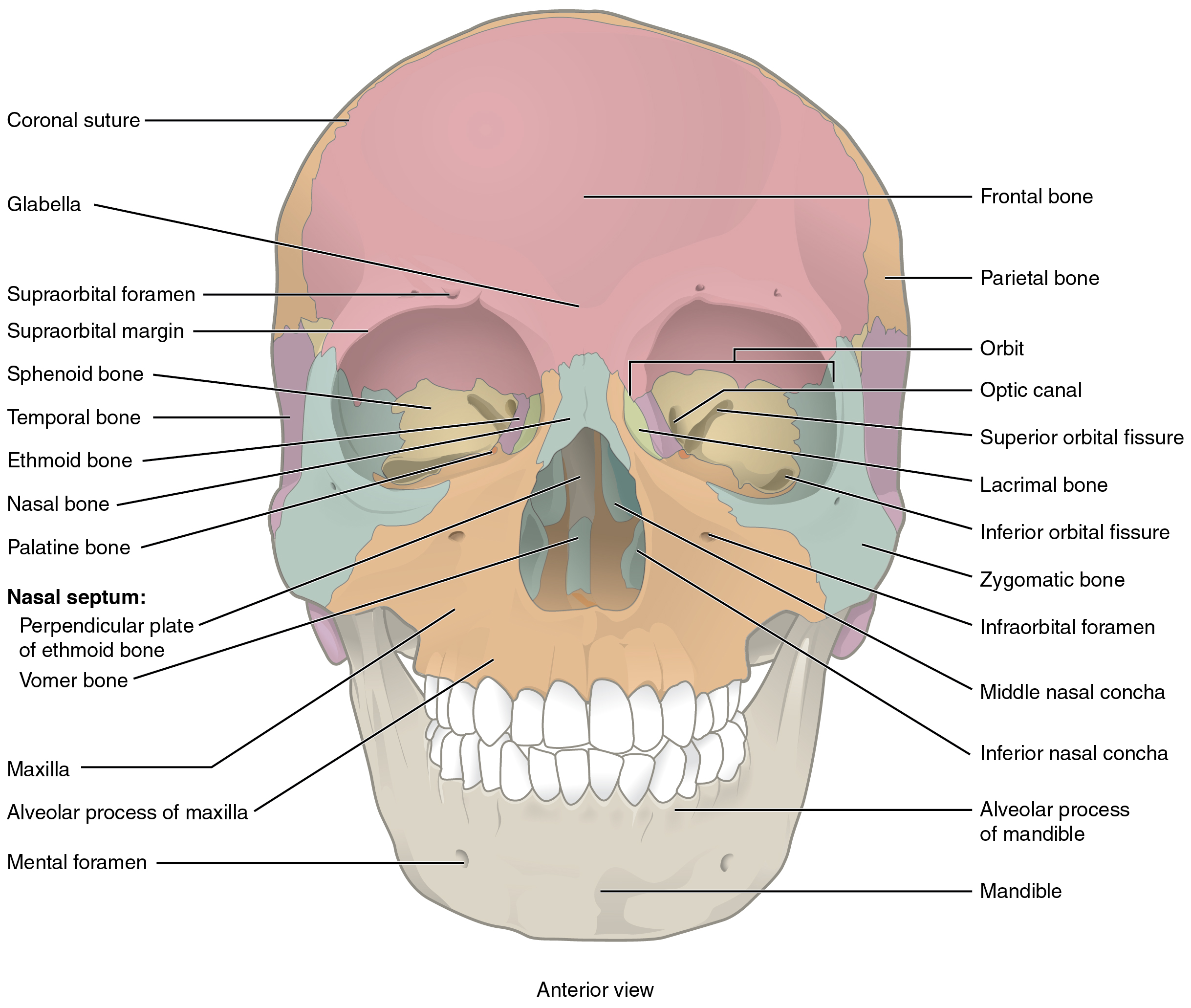 704 Skull-01