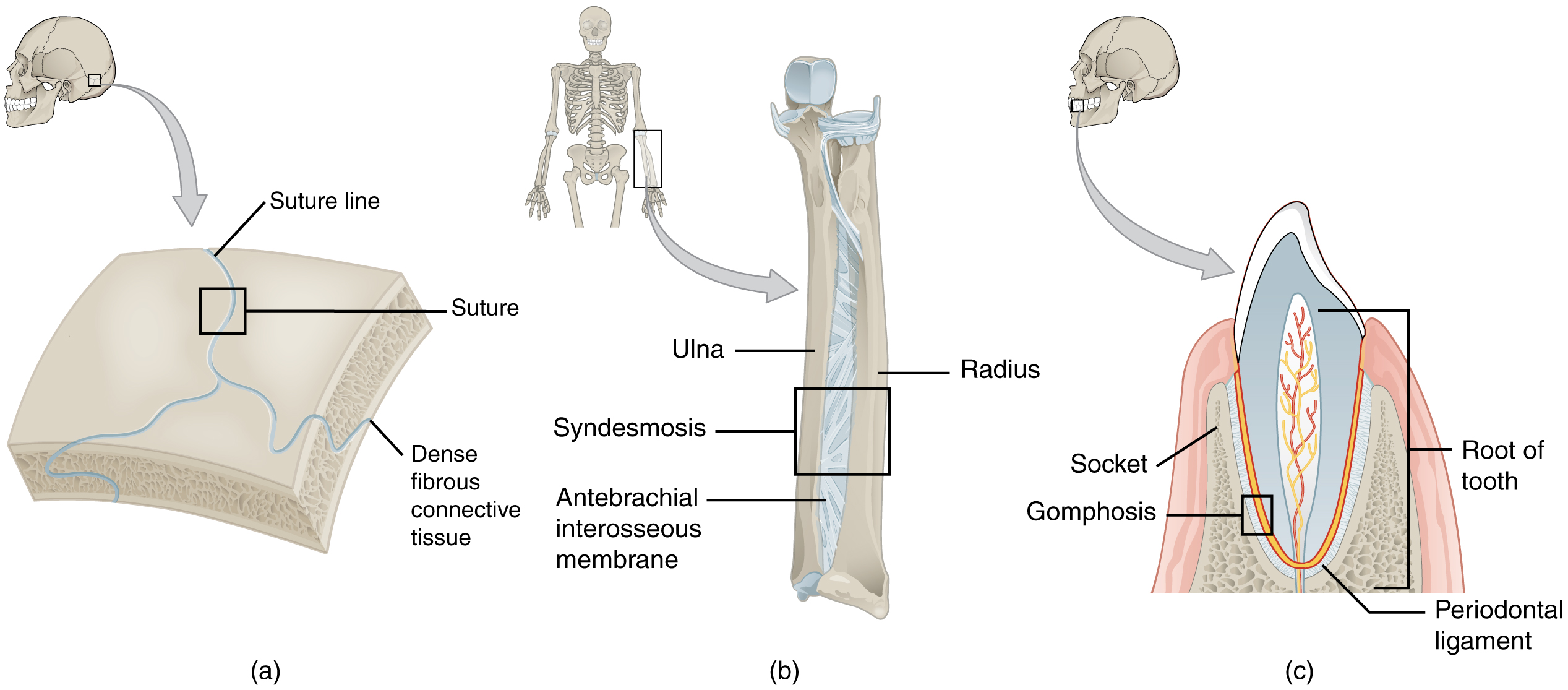 904 Fibrous Joints