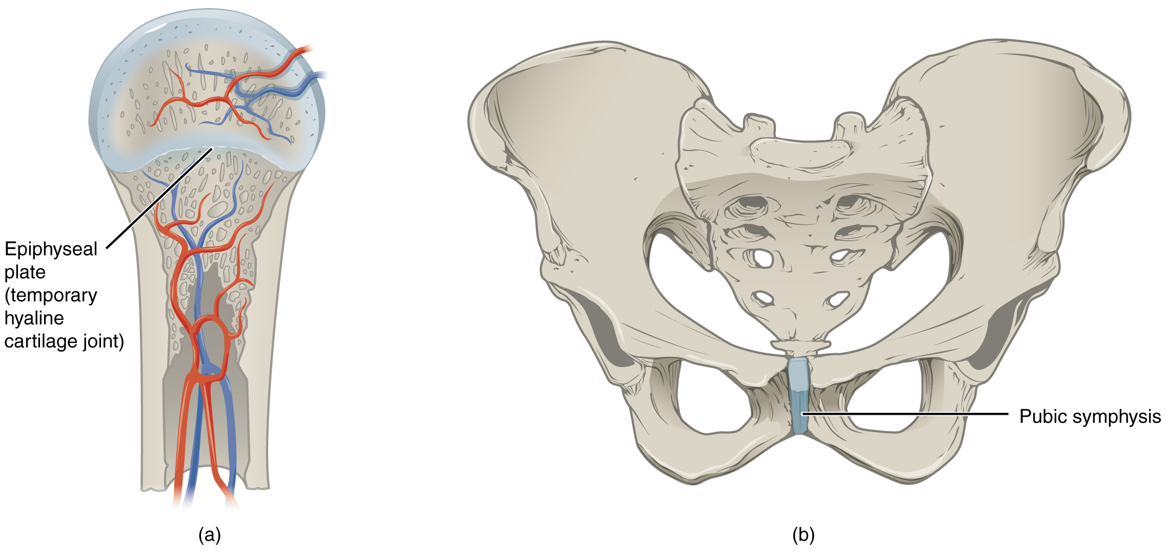 906 Cartiliginous Joints