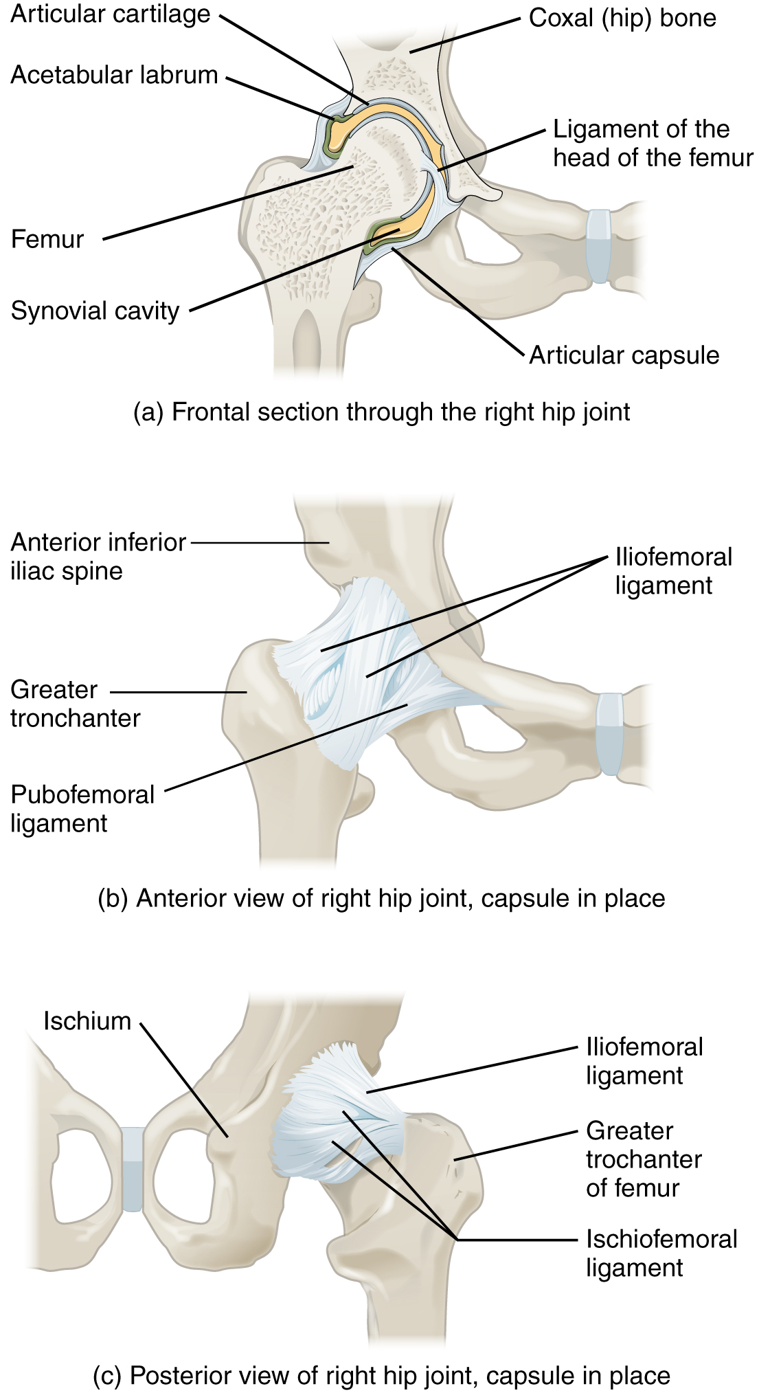 916 Hip Joint