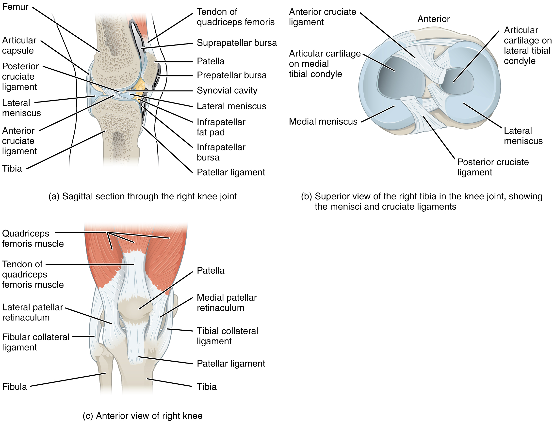 917 Knee Joint