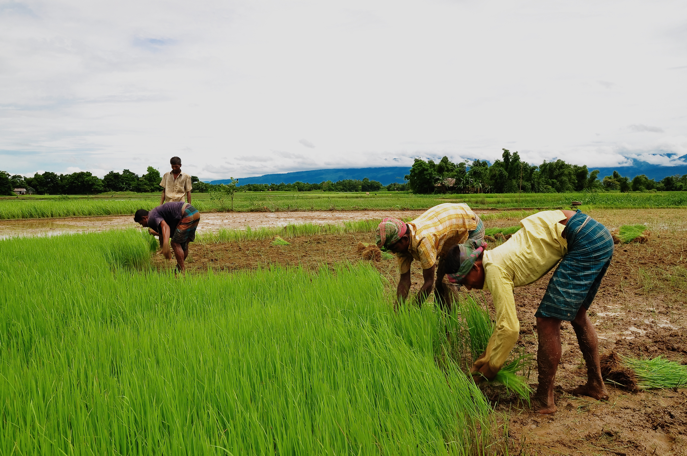 Agriculture of Bangladesh 11