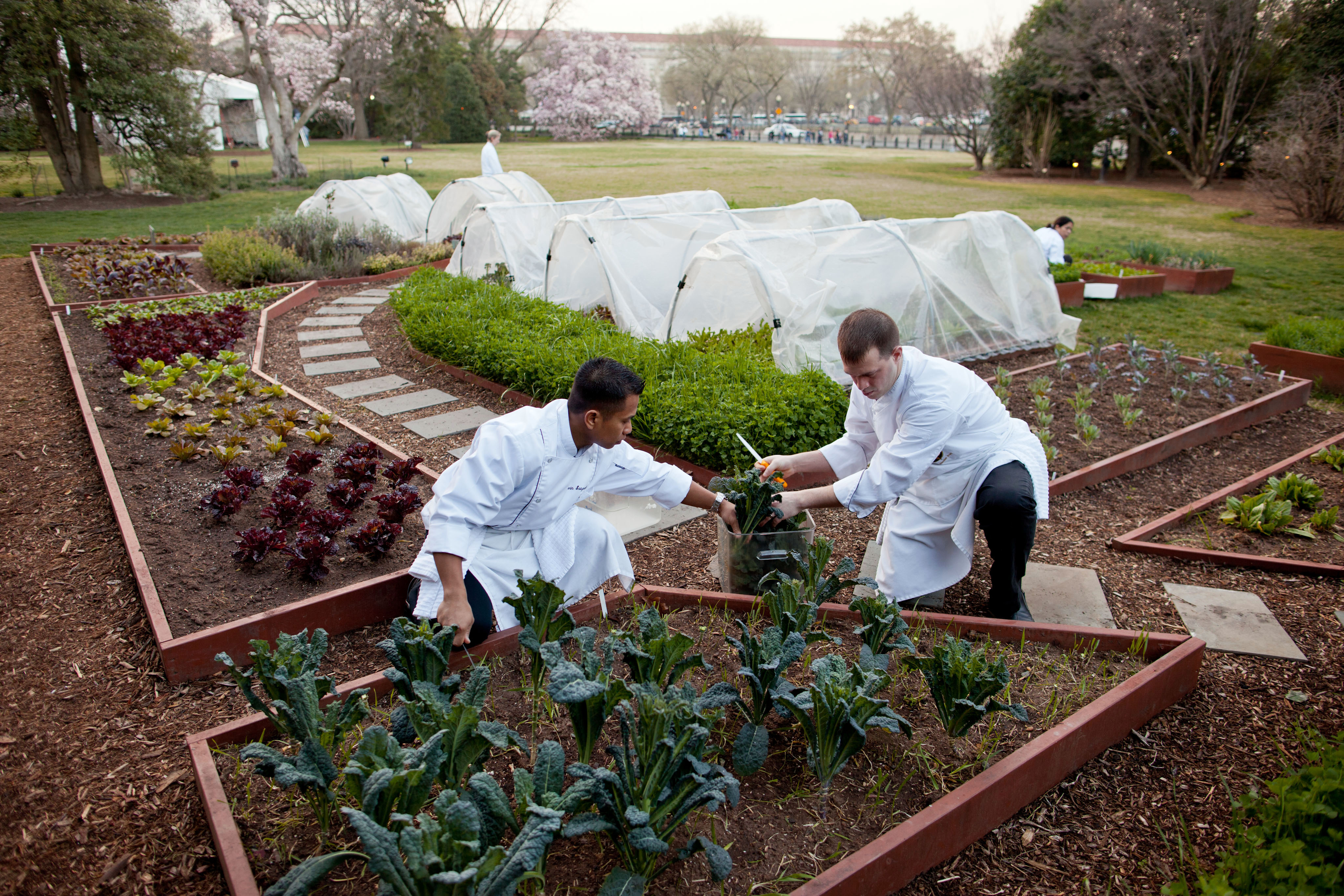 Chefs Kevin Saiyasak and Jeremy Kapper harvest winter greens from the Kitchen Garden, 2012