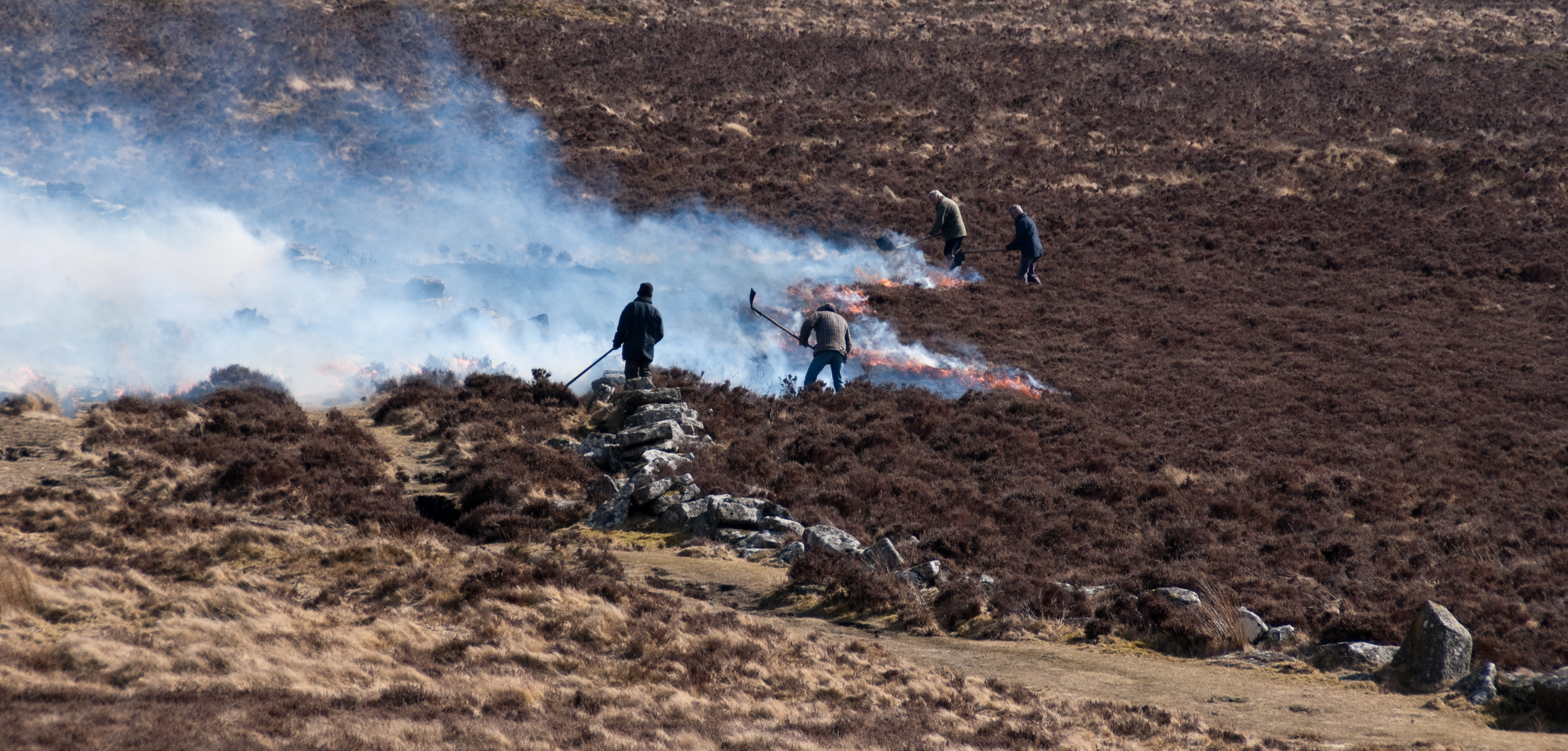 Controlling gorse on Dartmoor 752
