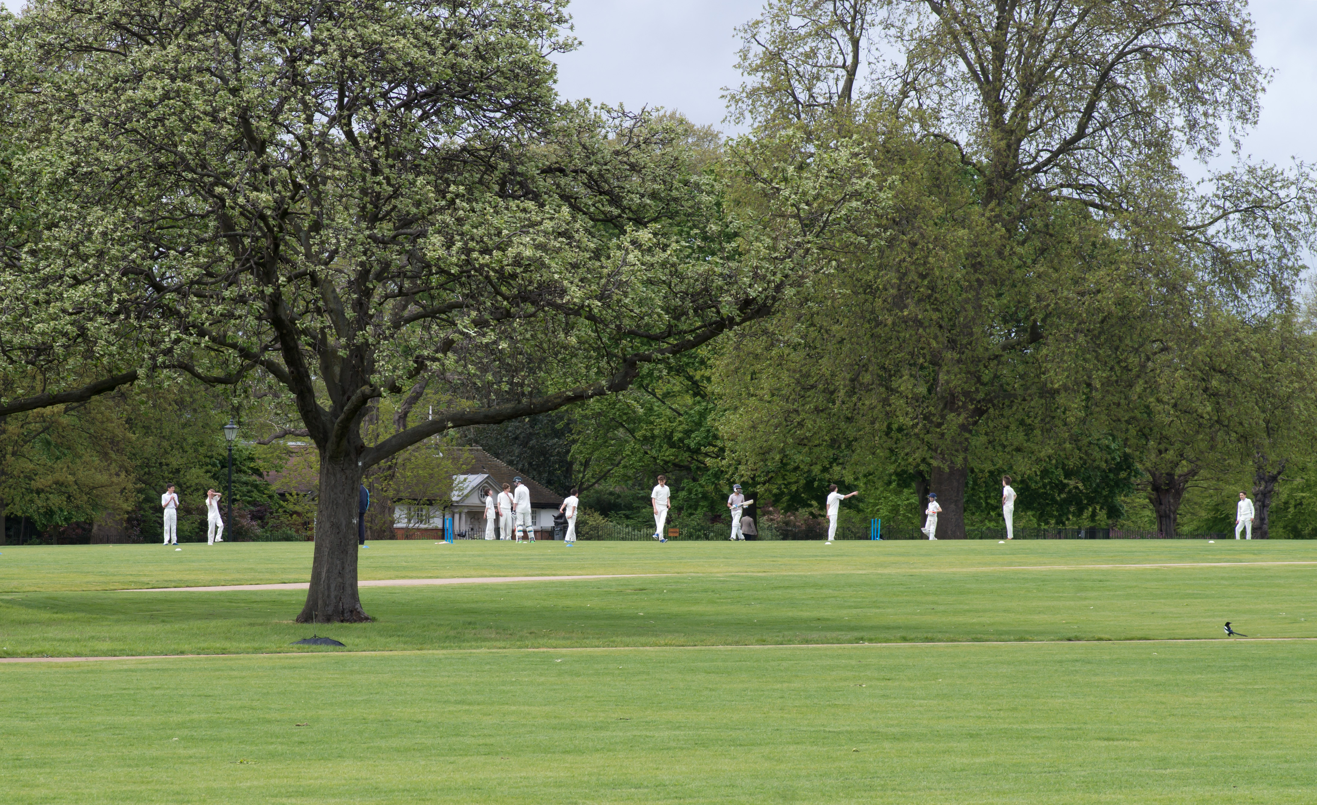 Cricket à Hyde Park